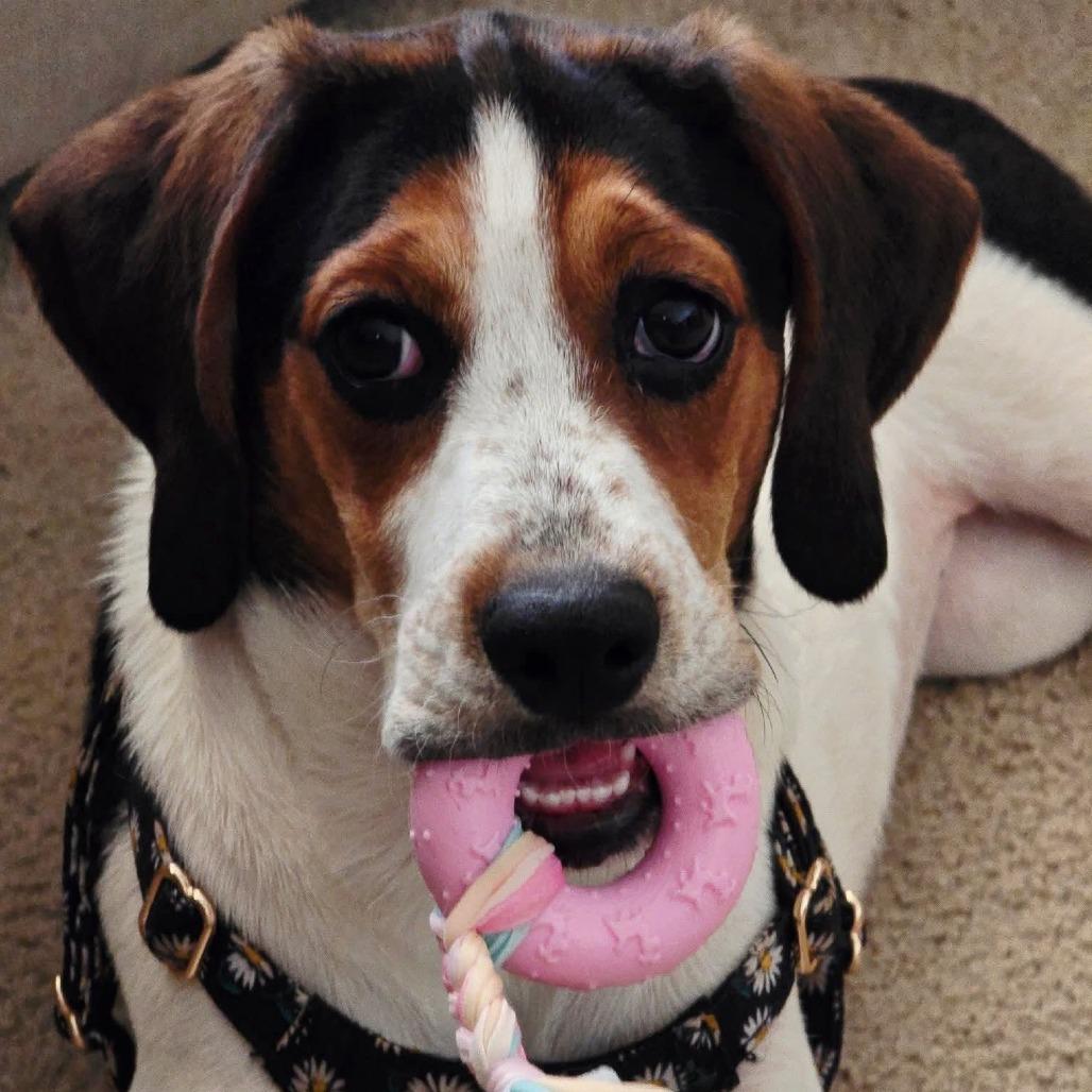 Lucy, a Adoptable Beagle in Martinsburg, WV image 1/3