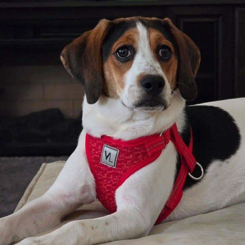 Lucy, a Adoptable Beagle in Martinsburg, WV image 2/3