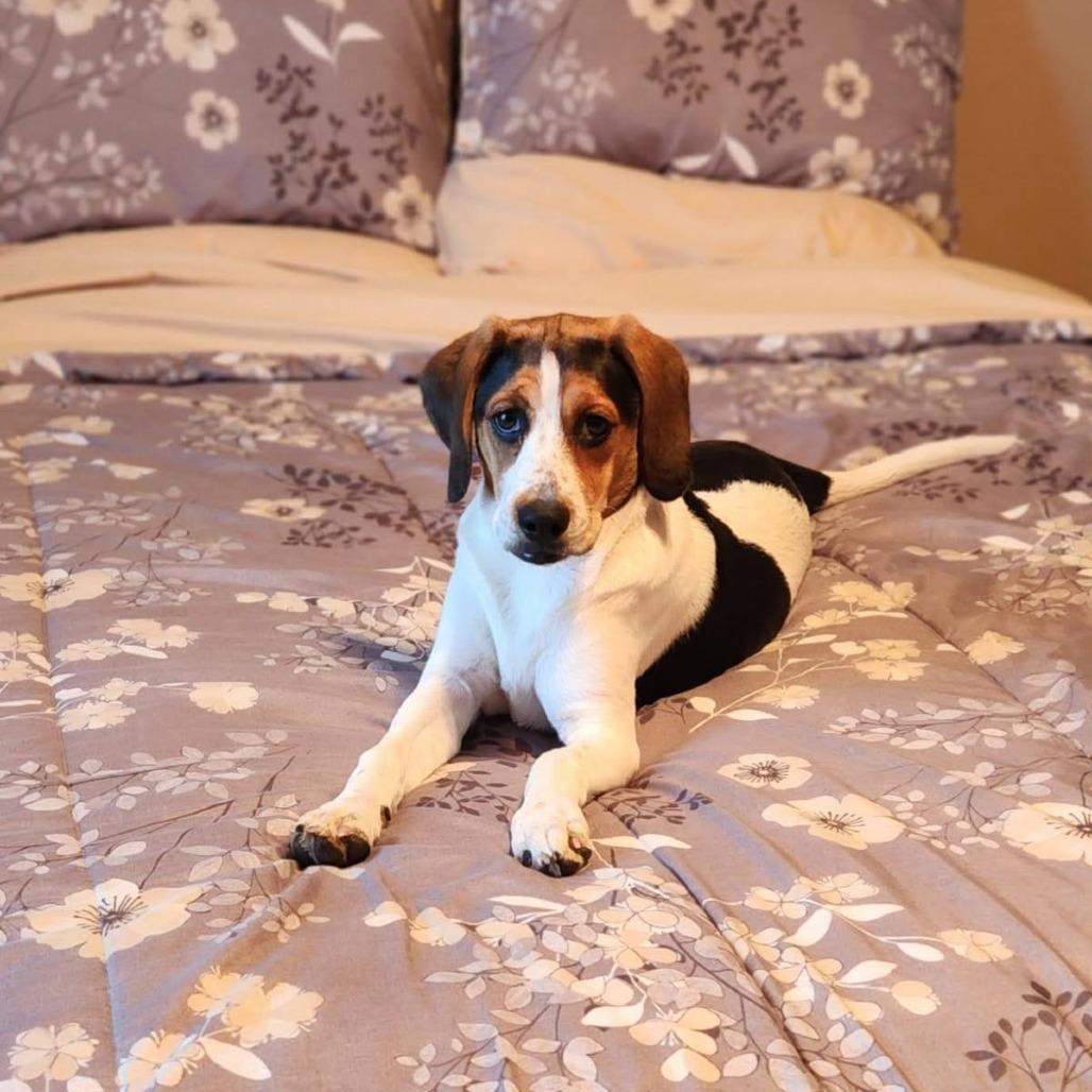 Lucy, a Adoptable Beagle in Martinsburg, WV image 3/3