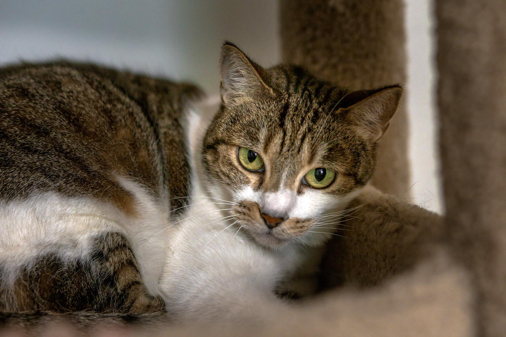 Nikki, ADOPTABLE, Senior Female Domestic Short Hair.