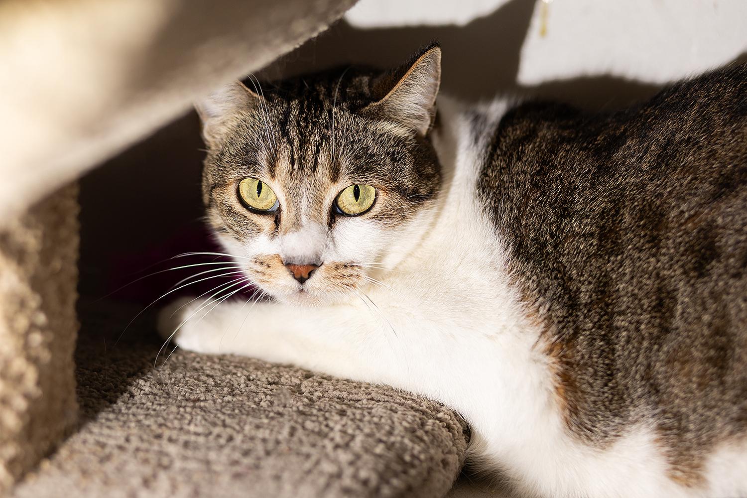 Nikki, ADOPTABLE, Senior Female Domestic Short Hair.