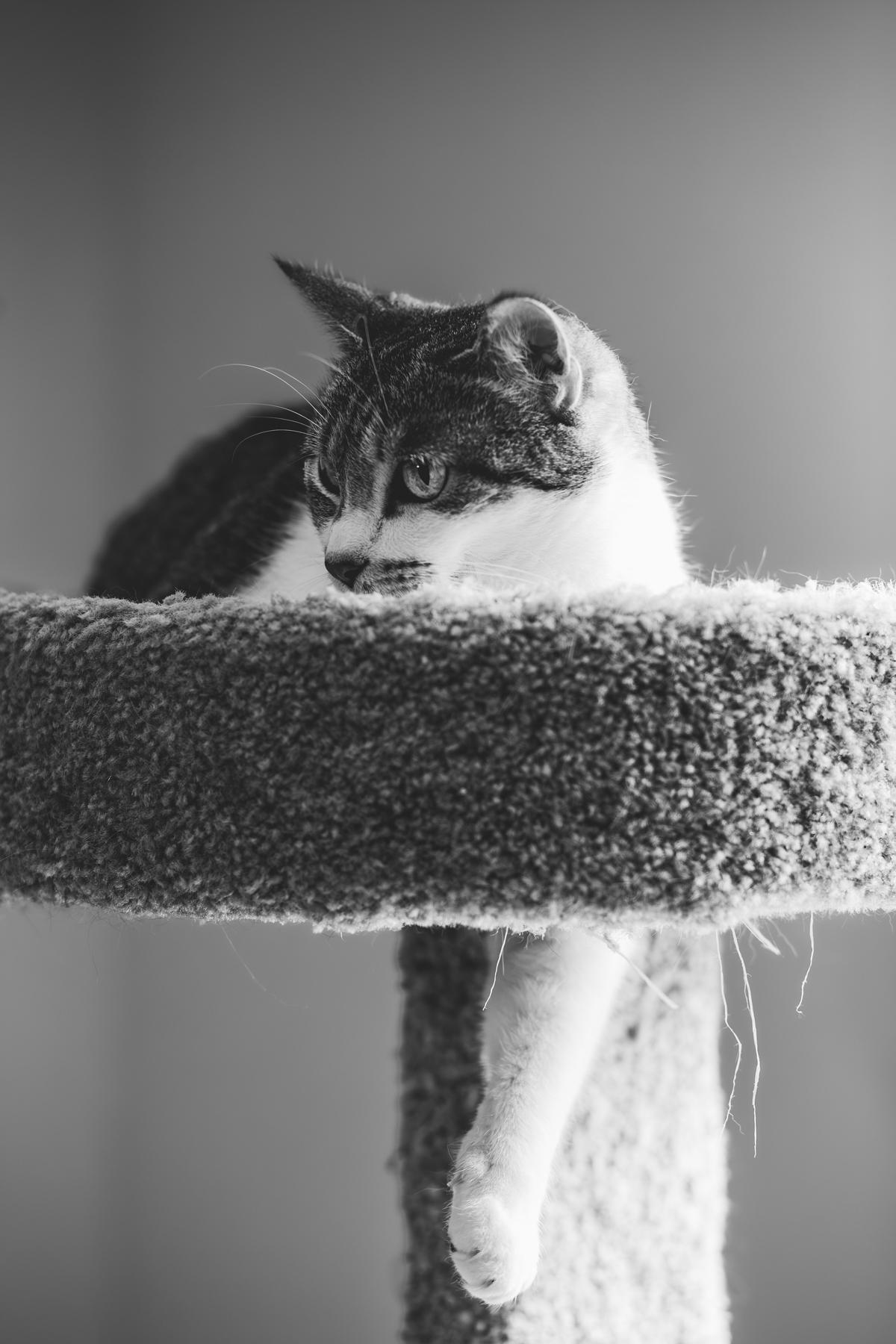 Nikki, a ADOPTABLE Domestic Short Hair in Marana, AZ image 2/3