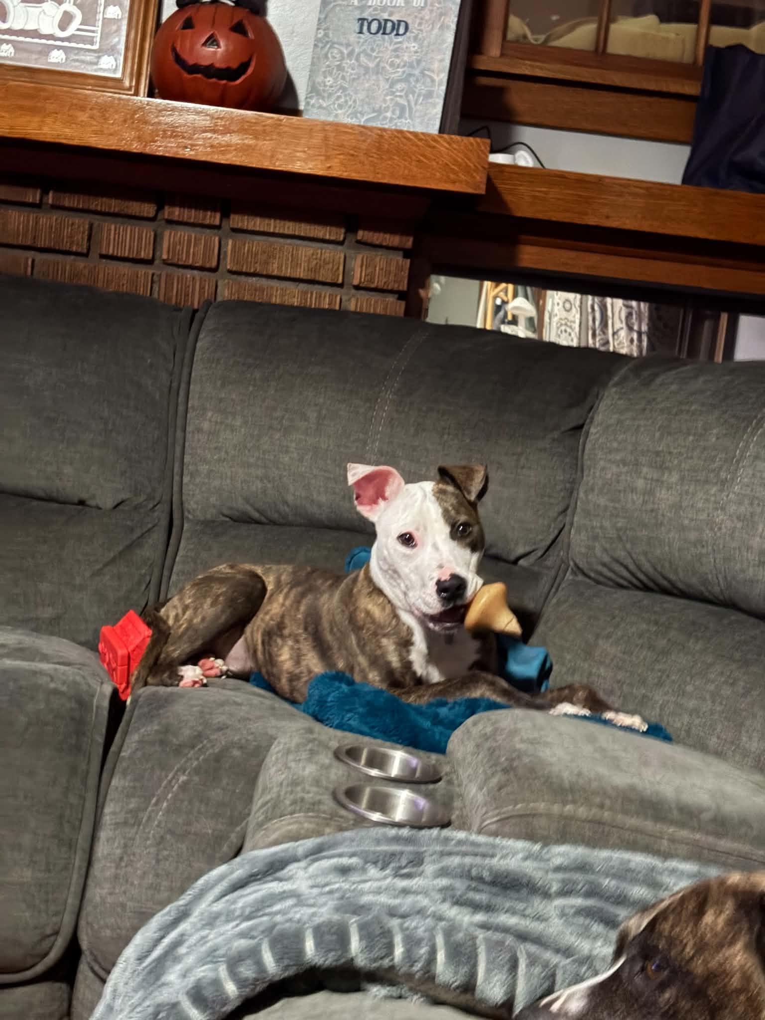 Enlarge Frankie, a Adoptable Pit Bull Terrier in Cleveland, OH image 5/6