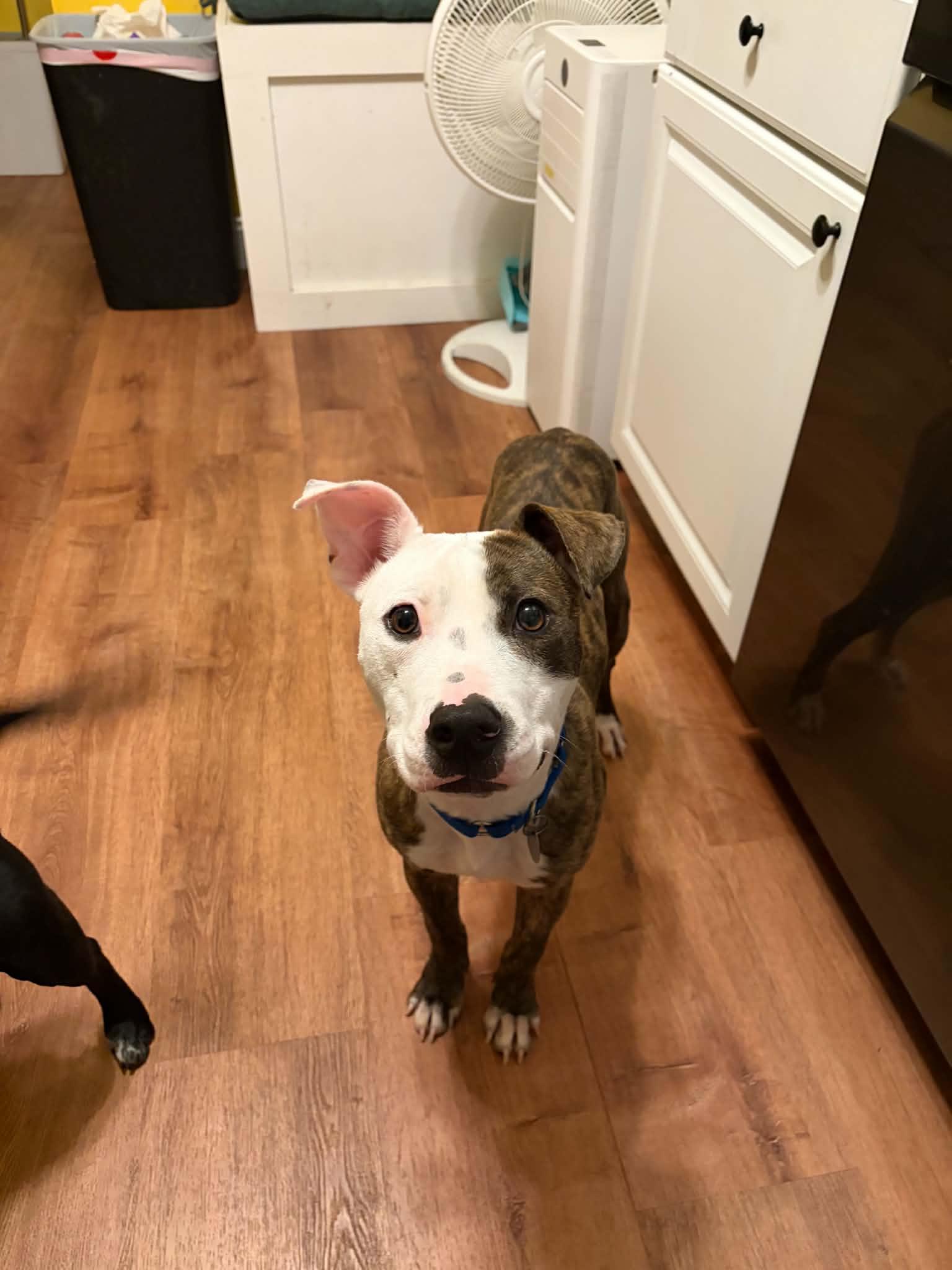 Enlarge Frankie, a Adoptable Pit Bull Terrier in Cleveland, OH image 1/6