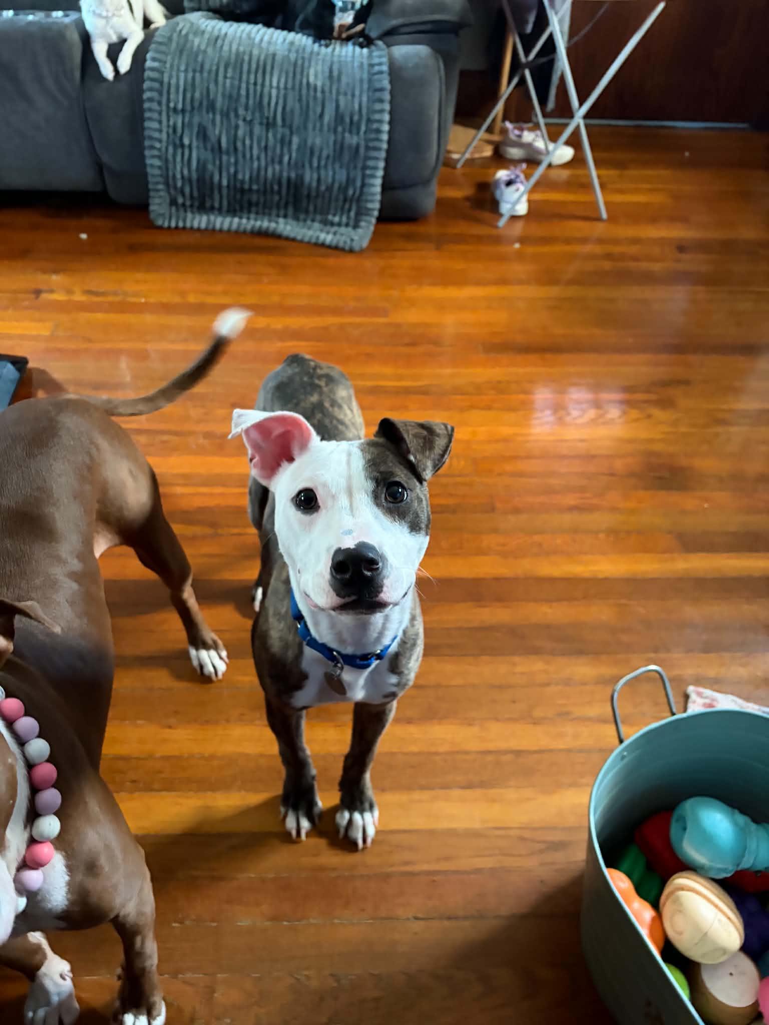 Enlarge Frankie, a Adoptable Pit Bull Terrier in Cleveland, OH image 6/6