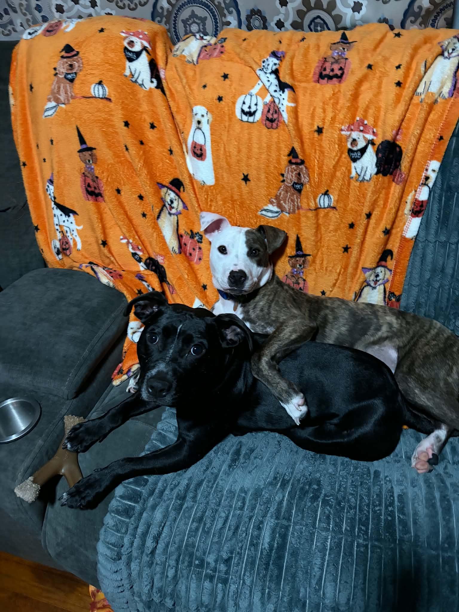 Enlarge Frankie, a Adoptable Pit Bull Terrier in Cleveland, OH image 2/6