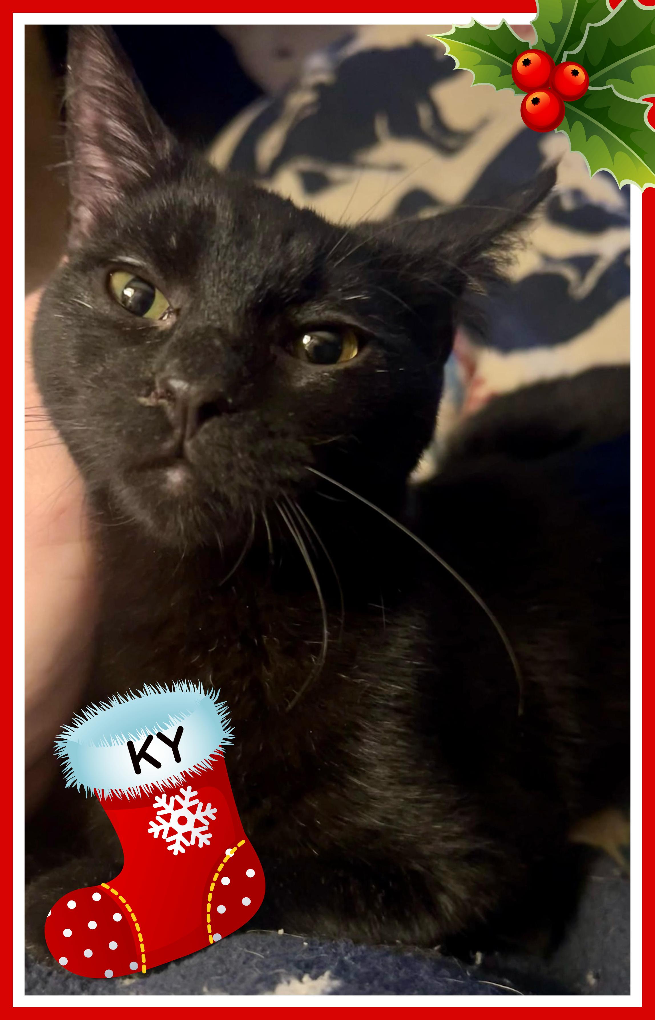 Ky, Adoptable, Young Female Domestic Short Hair.