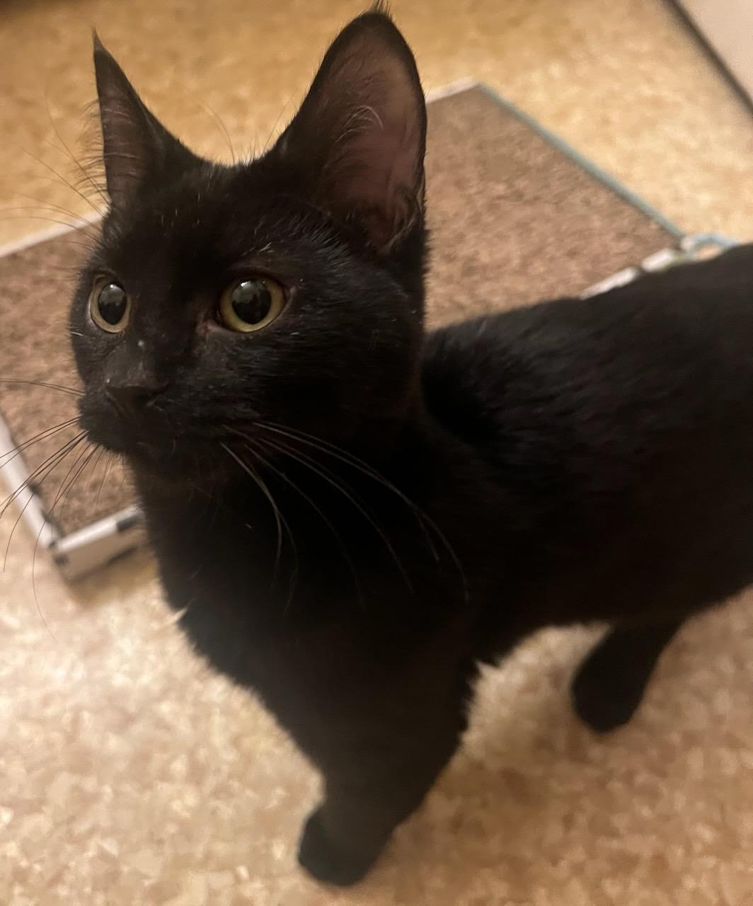 Enlarge Ky, a Adoptable Domestic Short Hair in Valley City, ND image 2/3