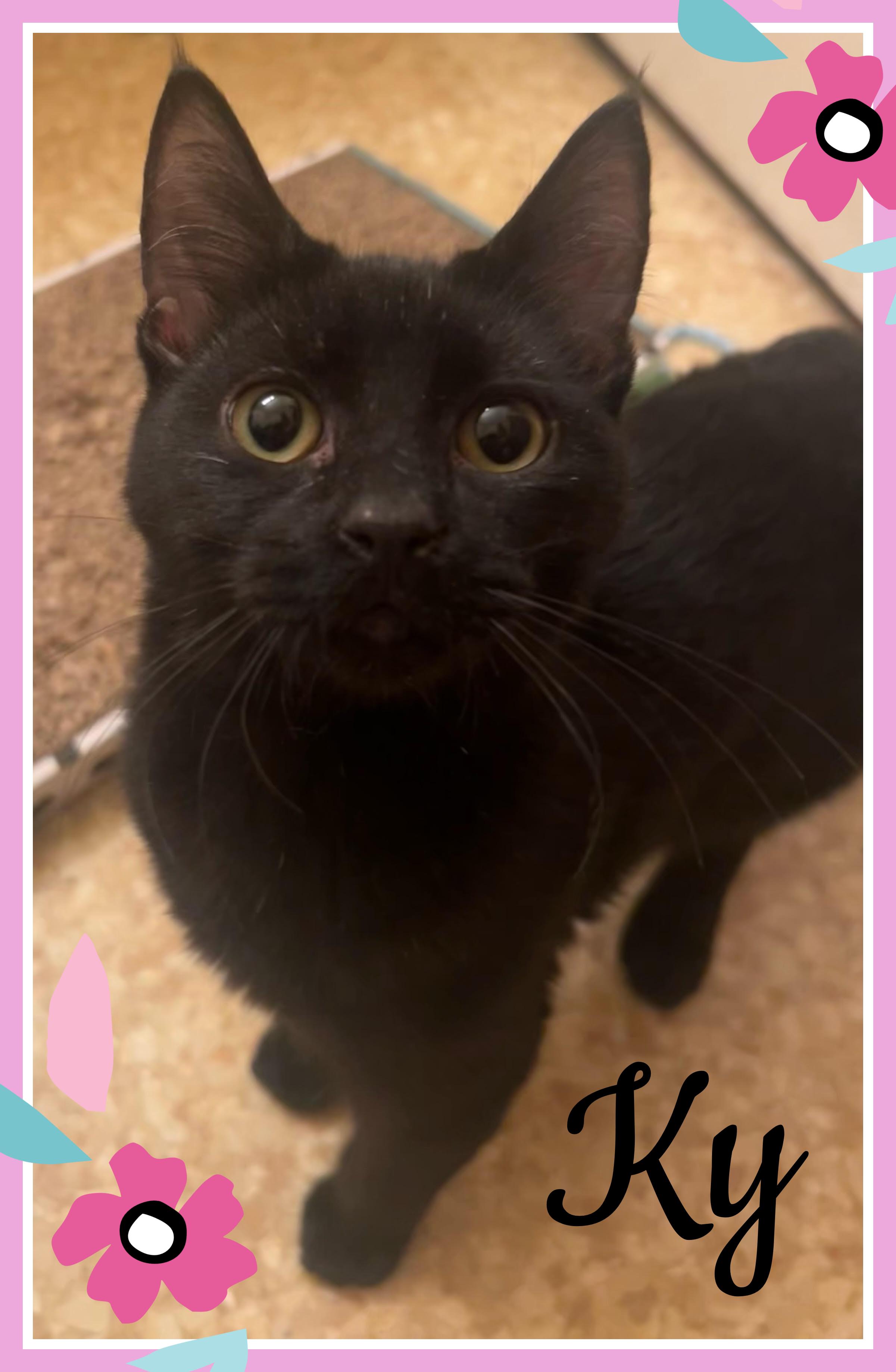 Ky, an adoptable Domestic Short Hair in Valley City, ND, 58072 | Photo Image 1