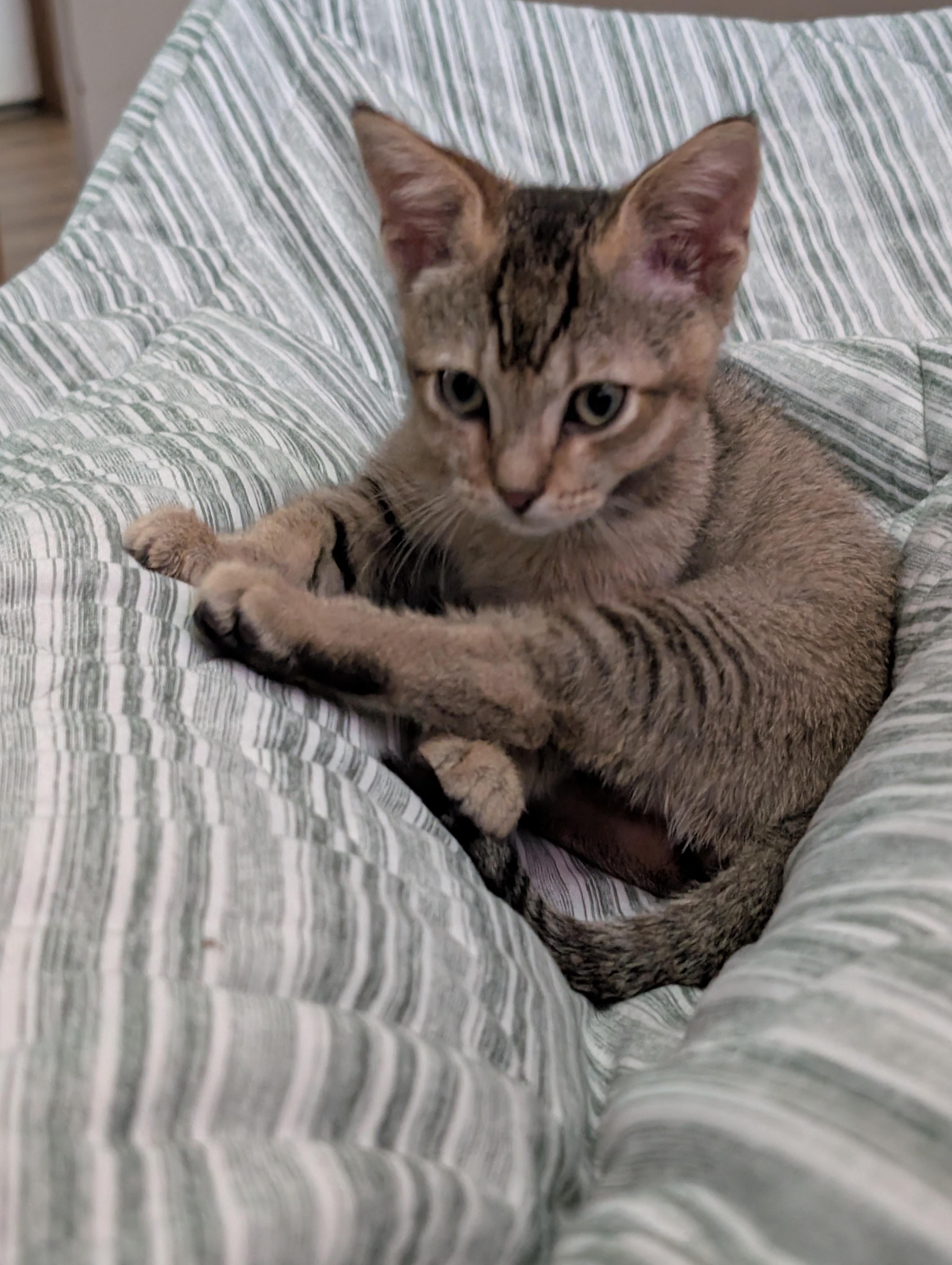 Archie, Adopted, Kitten Male Abyssinian.