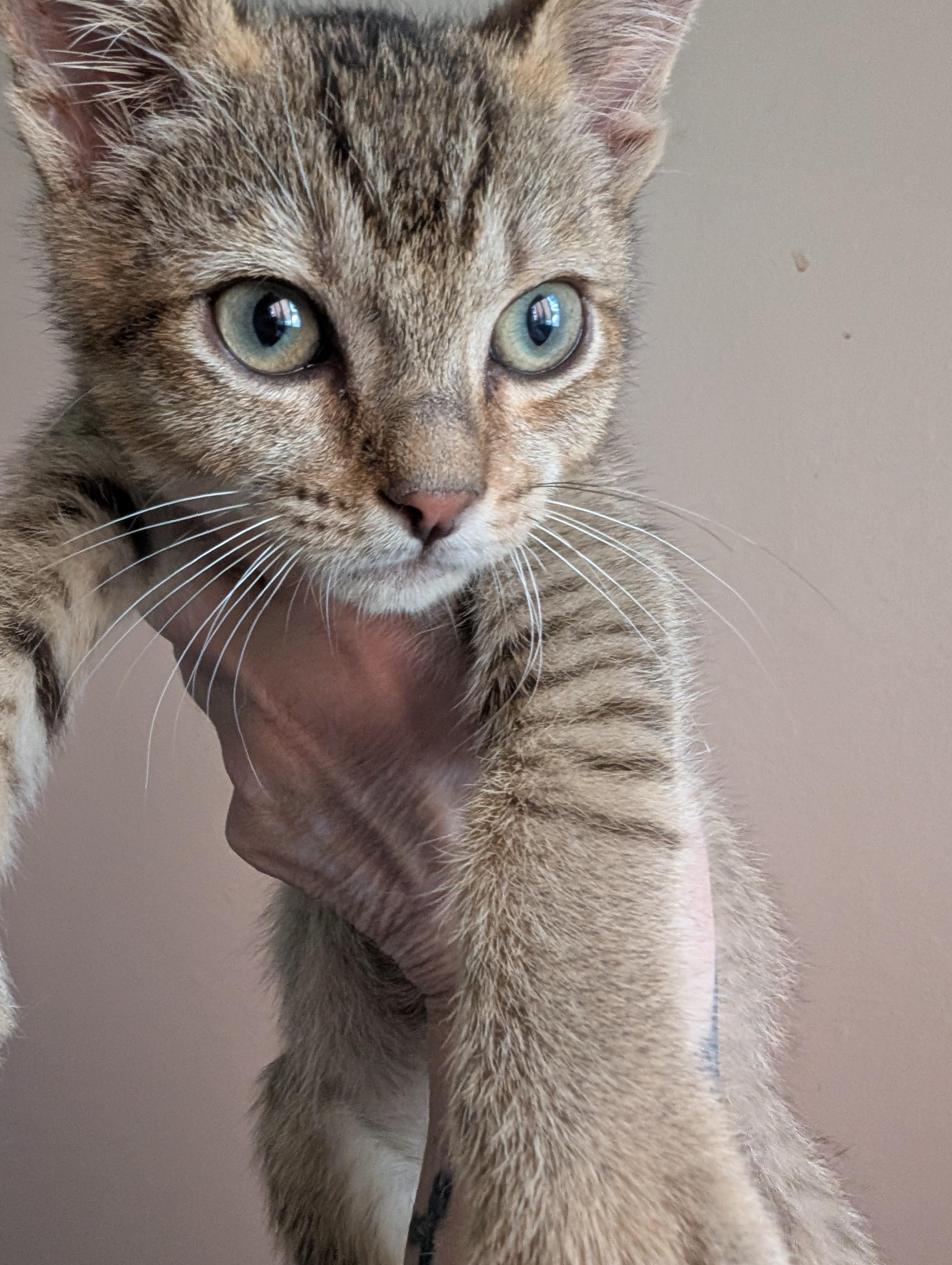 Archie, Adopted, Kitten Male Abyssinian.
