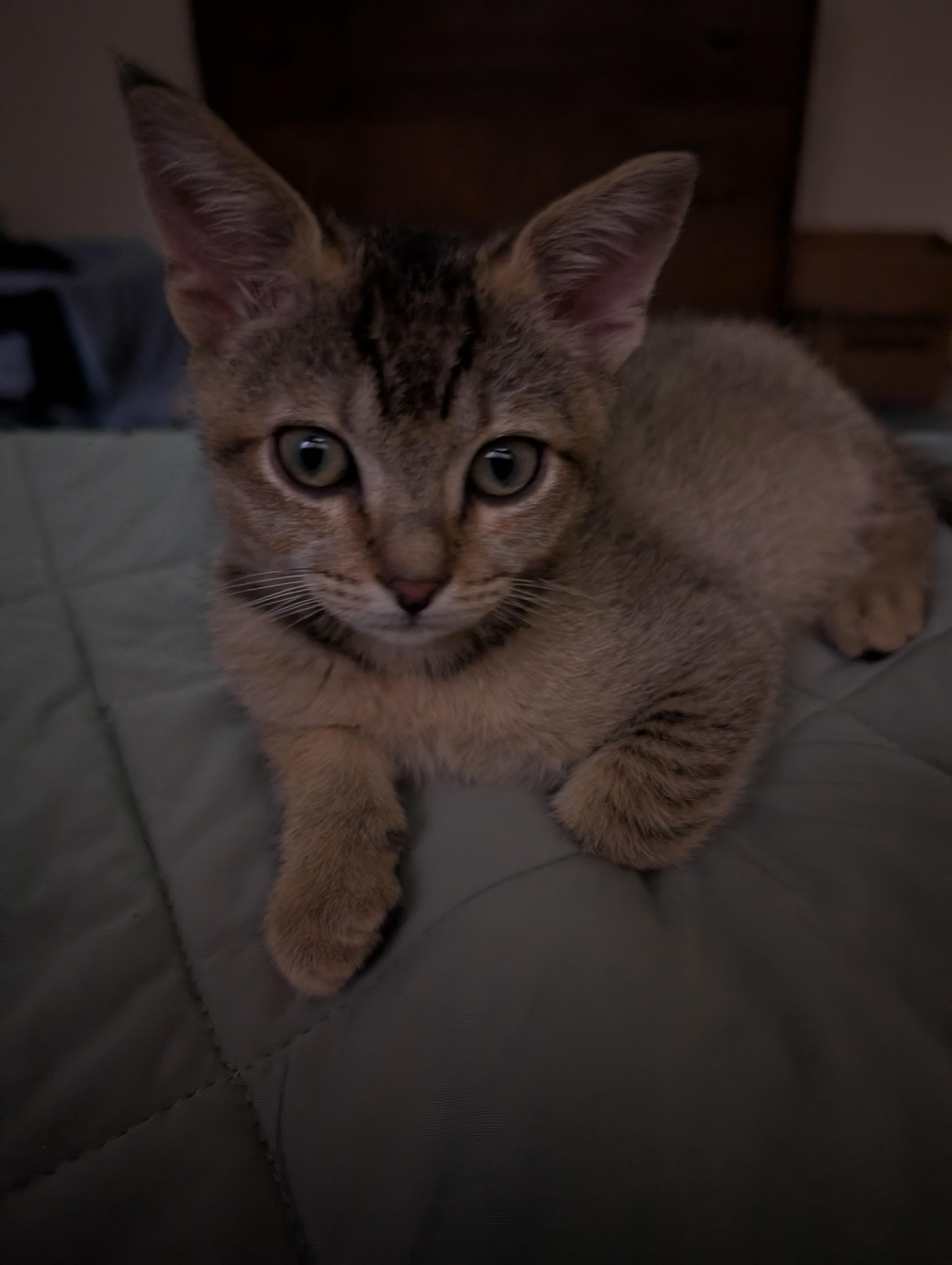 Enlarge Archie, a Adopted mixed breed in Concord, CA image 4/5