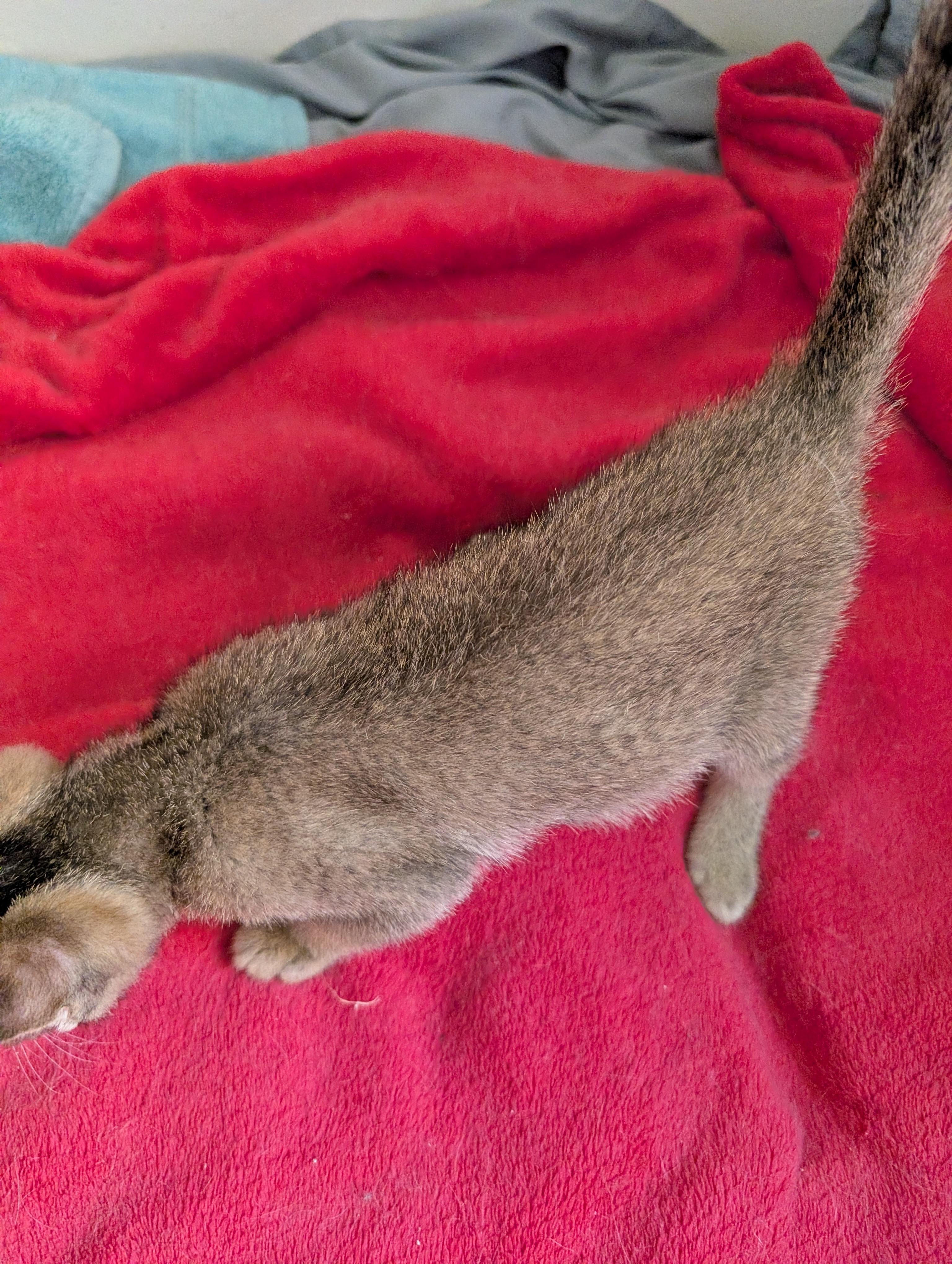 Enlarge Archie, a Adopted mixed breed in Concord, CA image 5/5