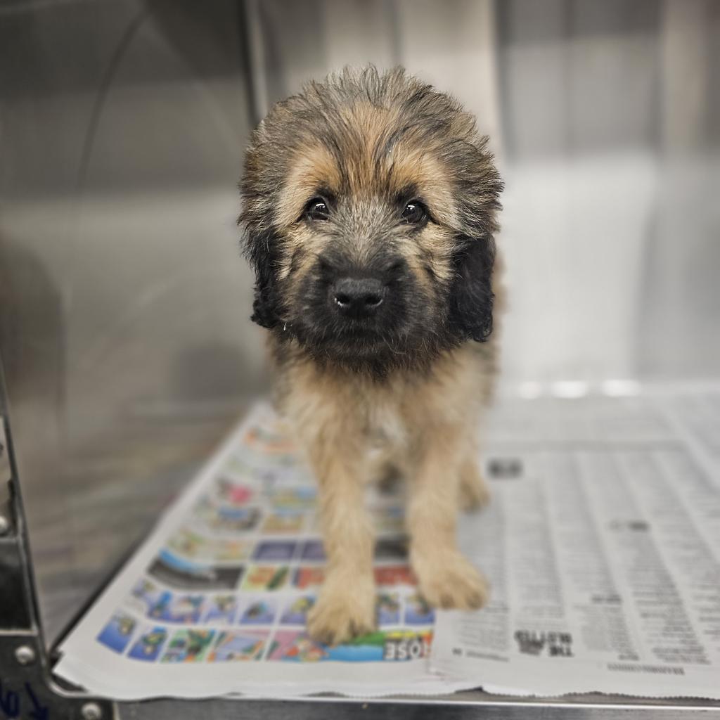 Dog for adoption Ireland, an Irish Wolfhound in Hamilton Township, NJ Petfinder