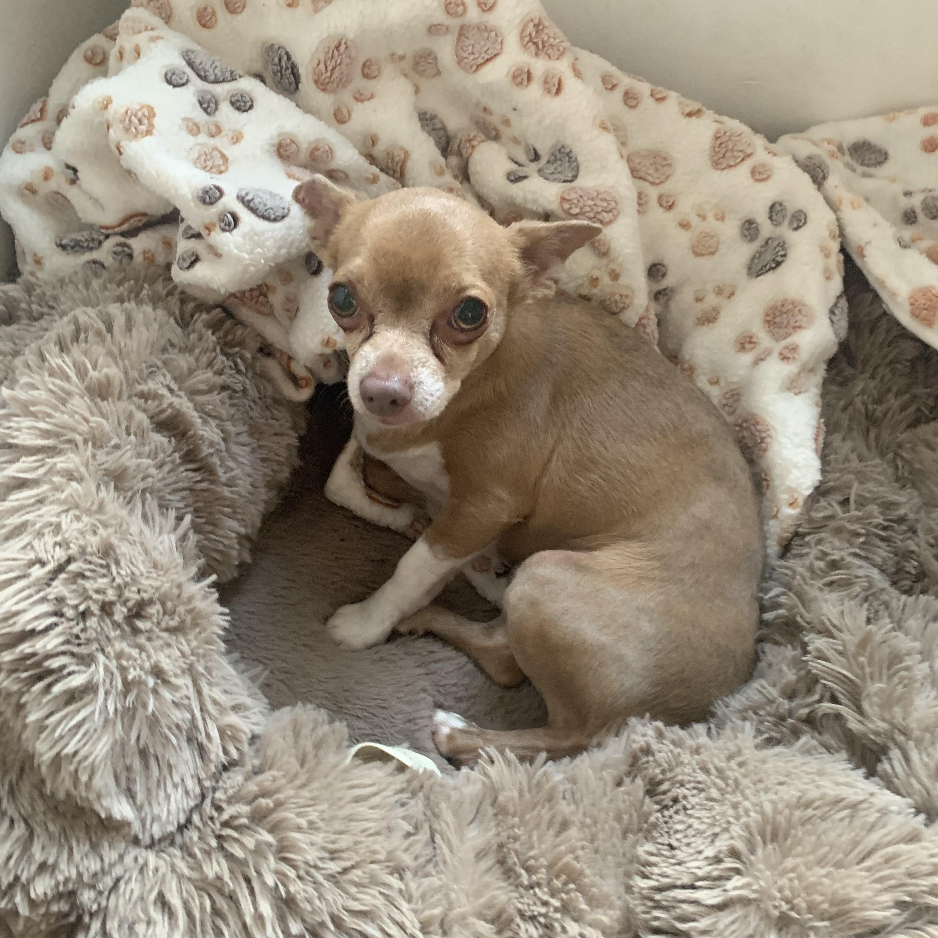 Beckie , Adoptable, Adult Female Chihuahua.