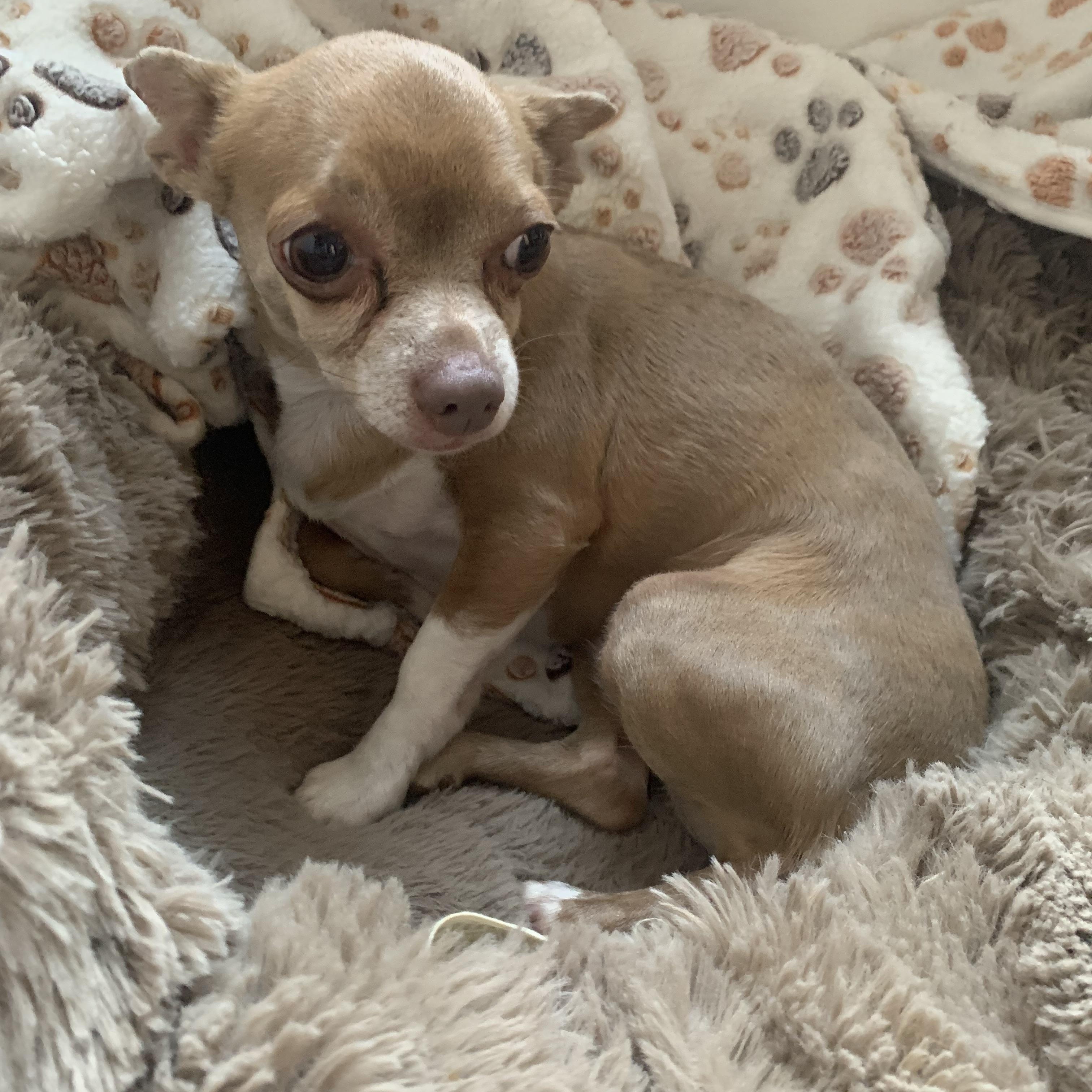 Beckie , a Adoptable Chihuahua in Richmond, VA image 2/4