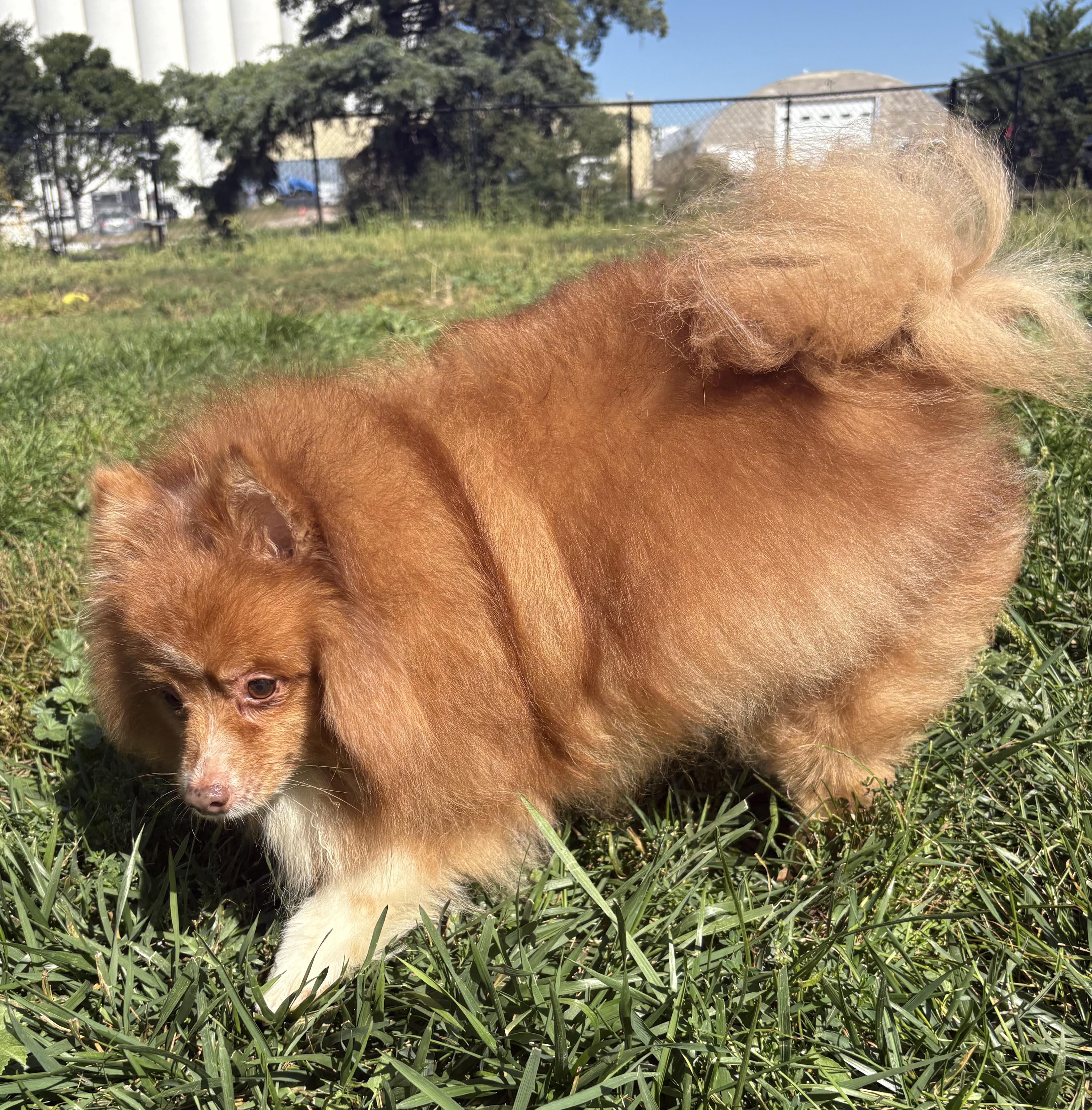 Cruizer, an adoptable Pomeranian in Grant, NE, 69140 | Photo Image 3