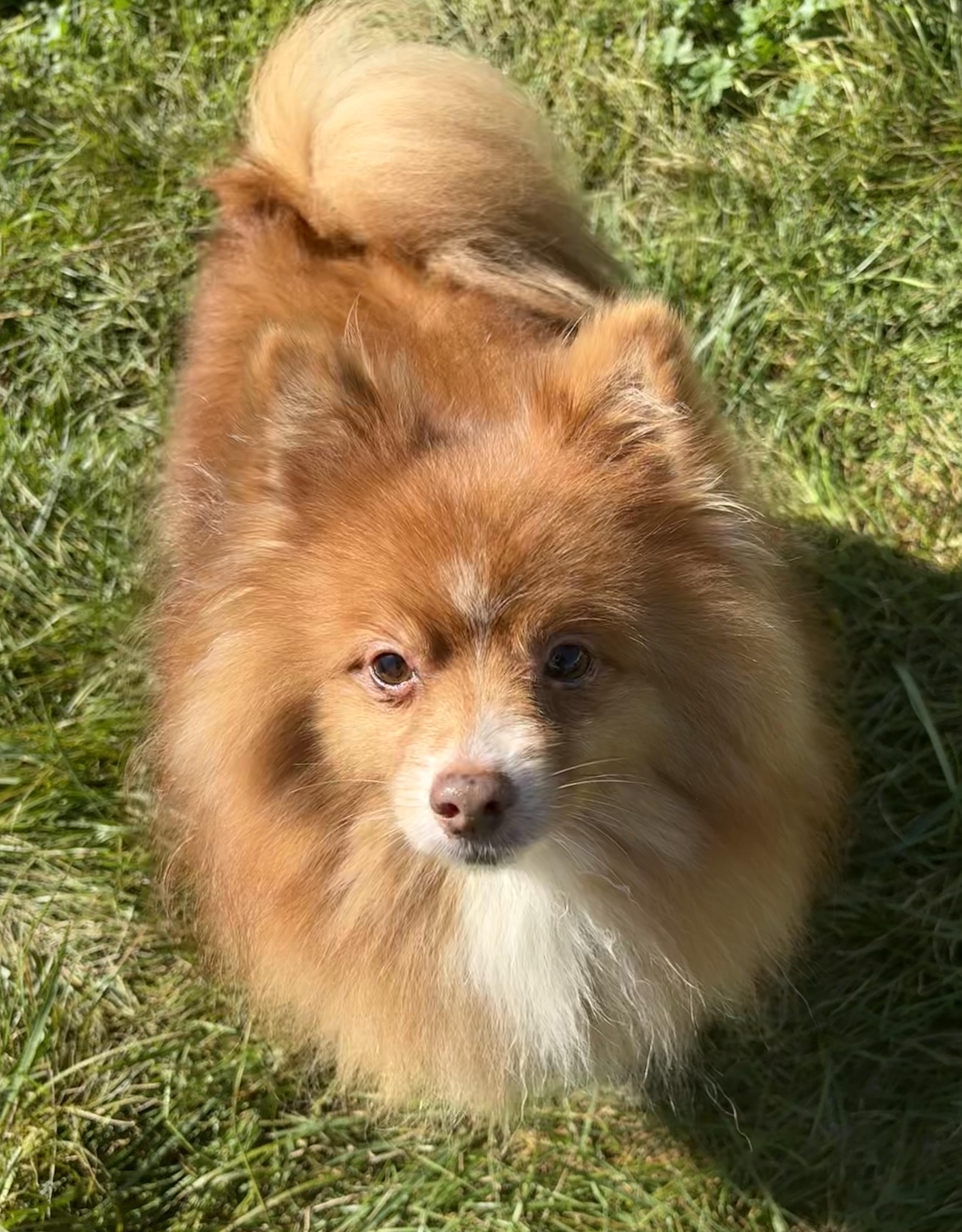 Cruizer, an adoptable Pomeranian in Grant, NE, 69140 | Photo Image 1