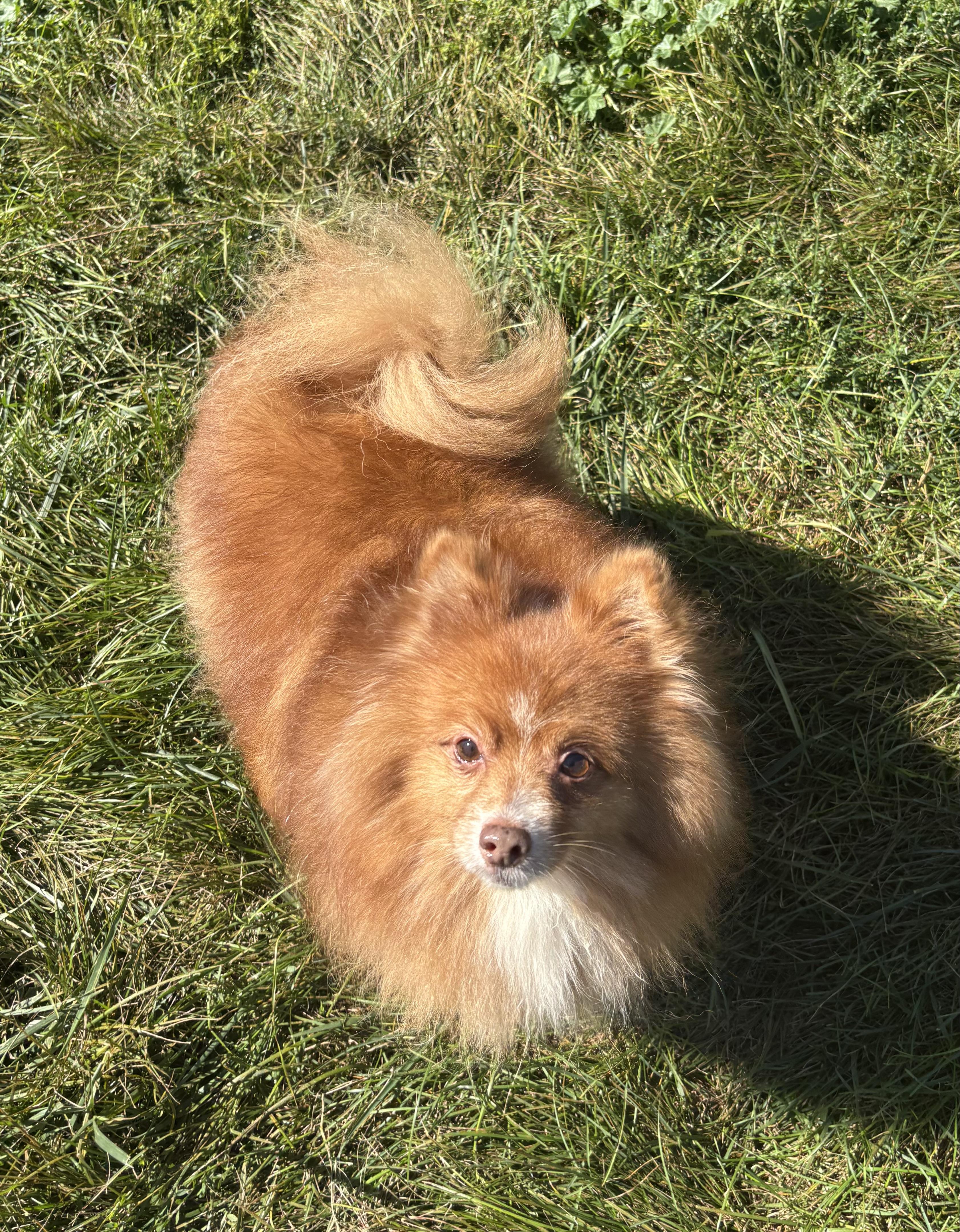 Cruizer, an adoptable Pomeranian in Grant, NE, 69140 | Photo Image 4