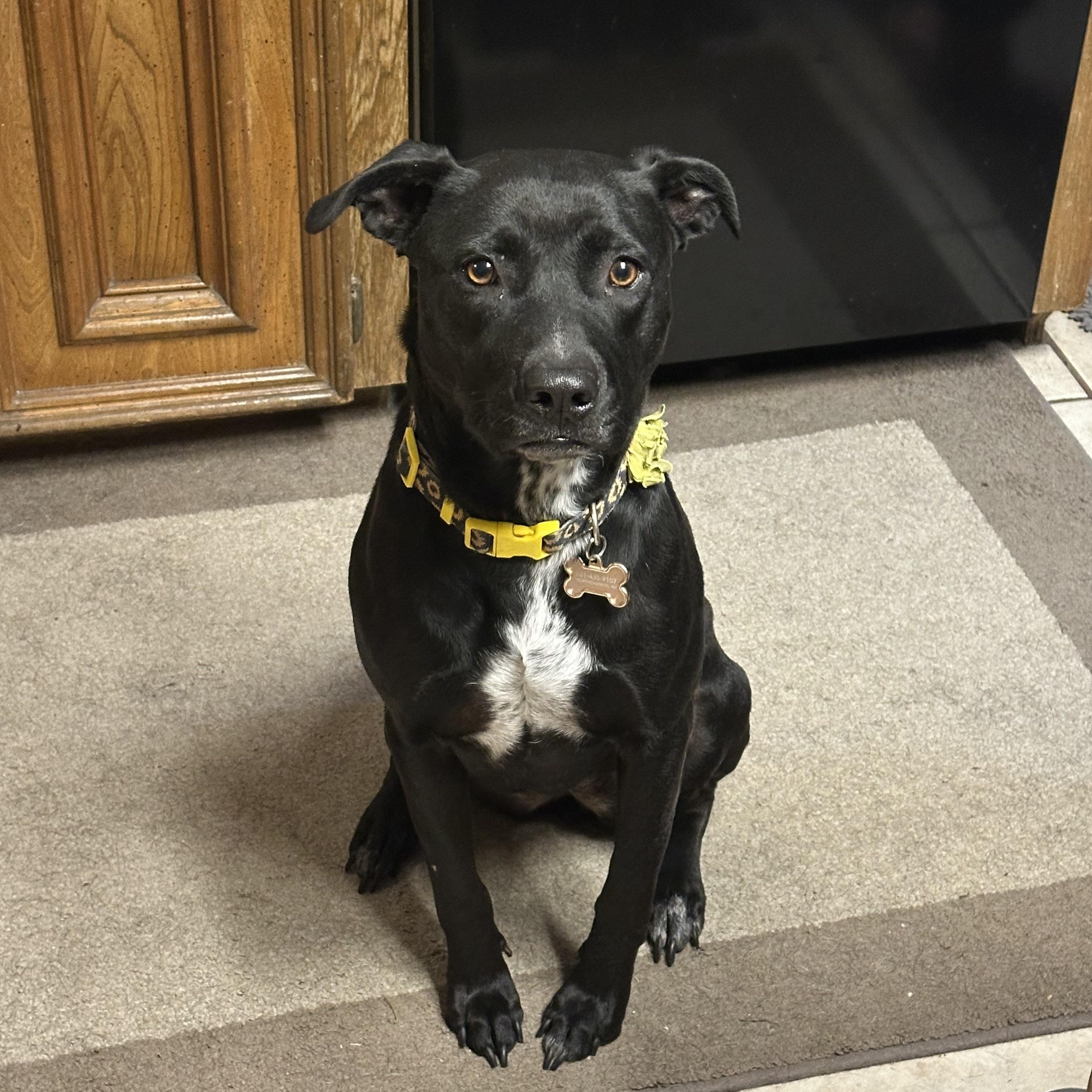Enlarge Princess Leia, a Adoptable mixed breed in Hudson , NH image 4/5