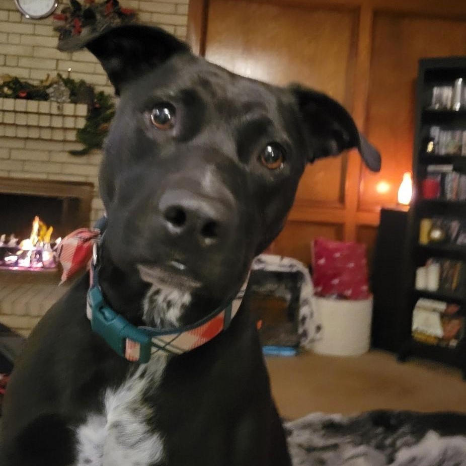 Enlarge Princess Leia, a Adoptable mixed breed in Hudson , NH image 5/5