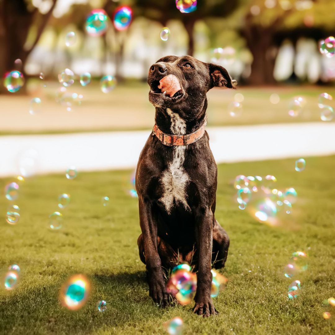 Princess Leia, Adoptable, Adult Female Labrador Retriever & Pit Bull Terrier.
