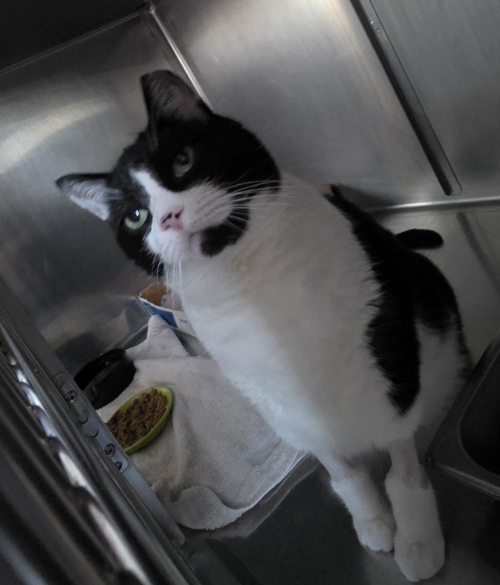 Enlarge Charles, a Adoptable Domestic Short Hair in Lancaster, PA image 1/1