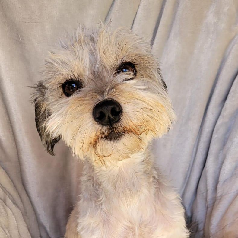 Enlarge Valentina, a ADOPTABLE mixed breed in Sherwood, OR image 3/6