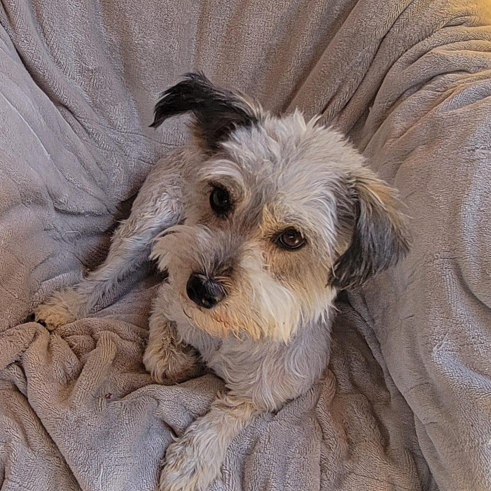 Enlarge Valentina, a ADOPTABLE mixed breed in Sherwood, OR image 5/6