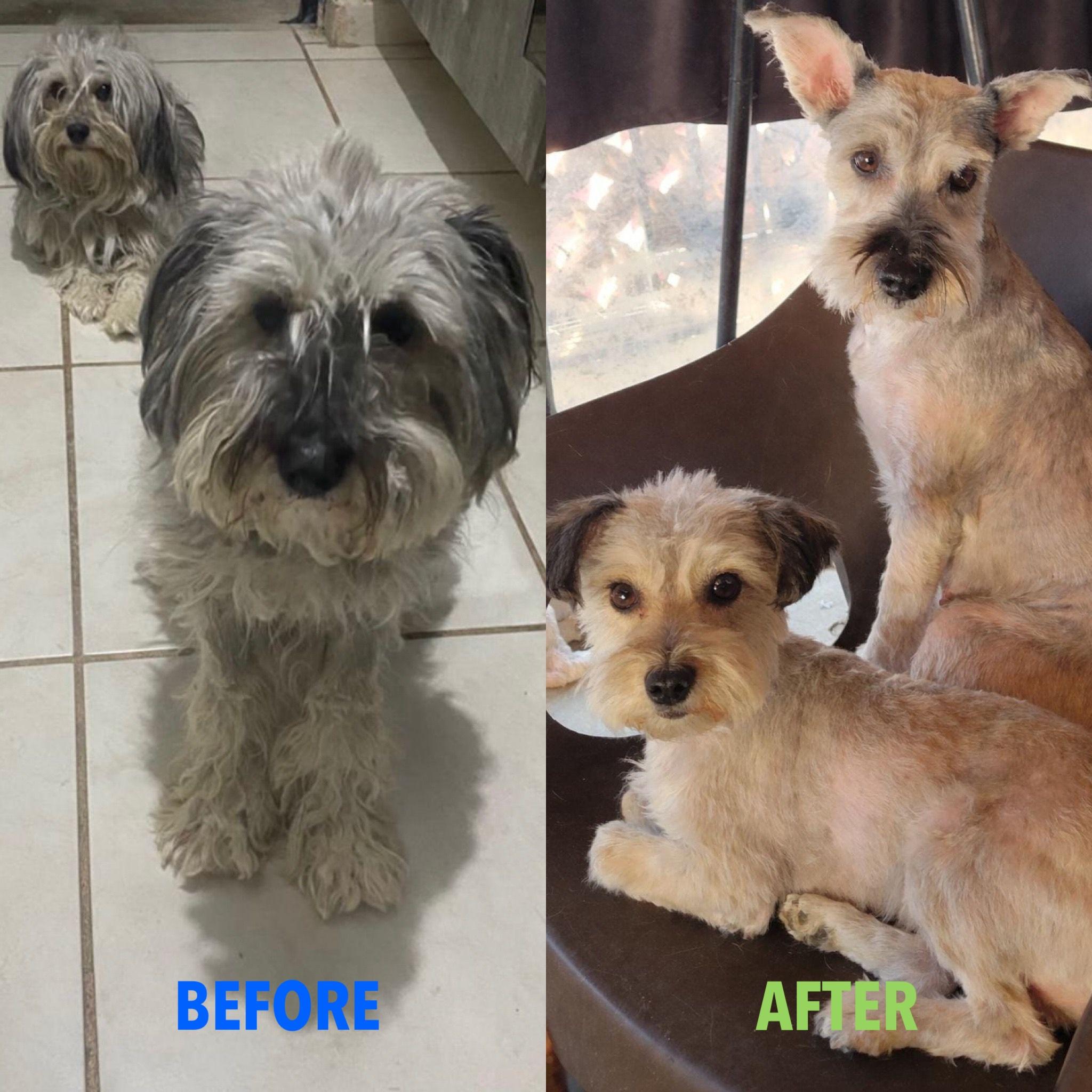 Enlarge Valentina, a ADOPTABLE mixed breed in Sherwood, OR image 6/6