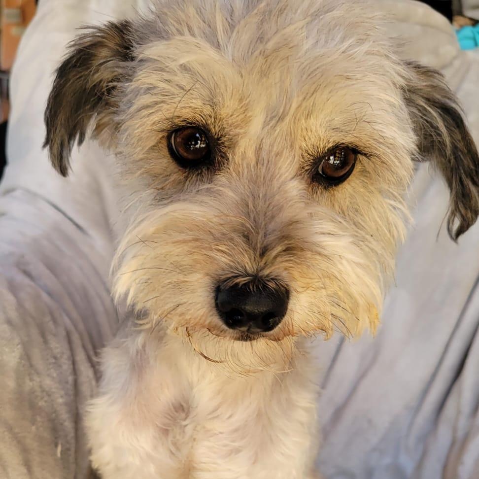 Enlarge Valentina, a ADOPTABLE mixed breed in Sherwood, OR image 2/6