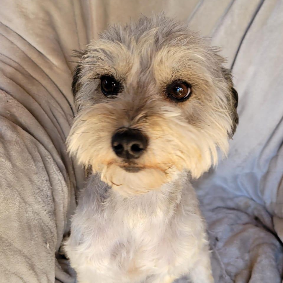 Enlarge Valentina, a ADOPTABLE mixed breed in Sherwood, OR image 1/6