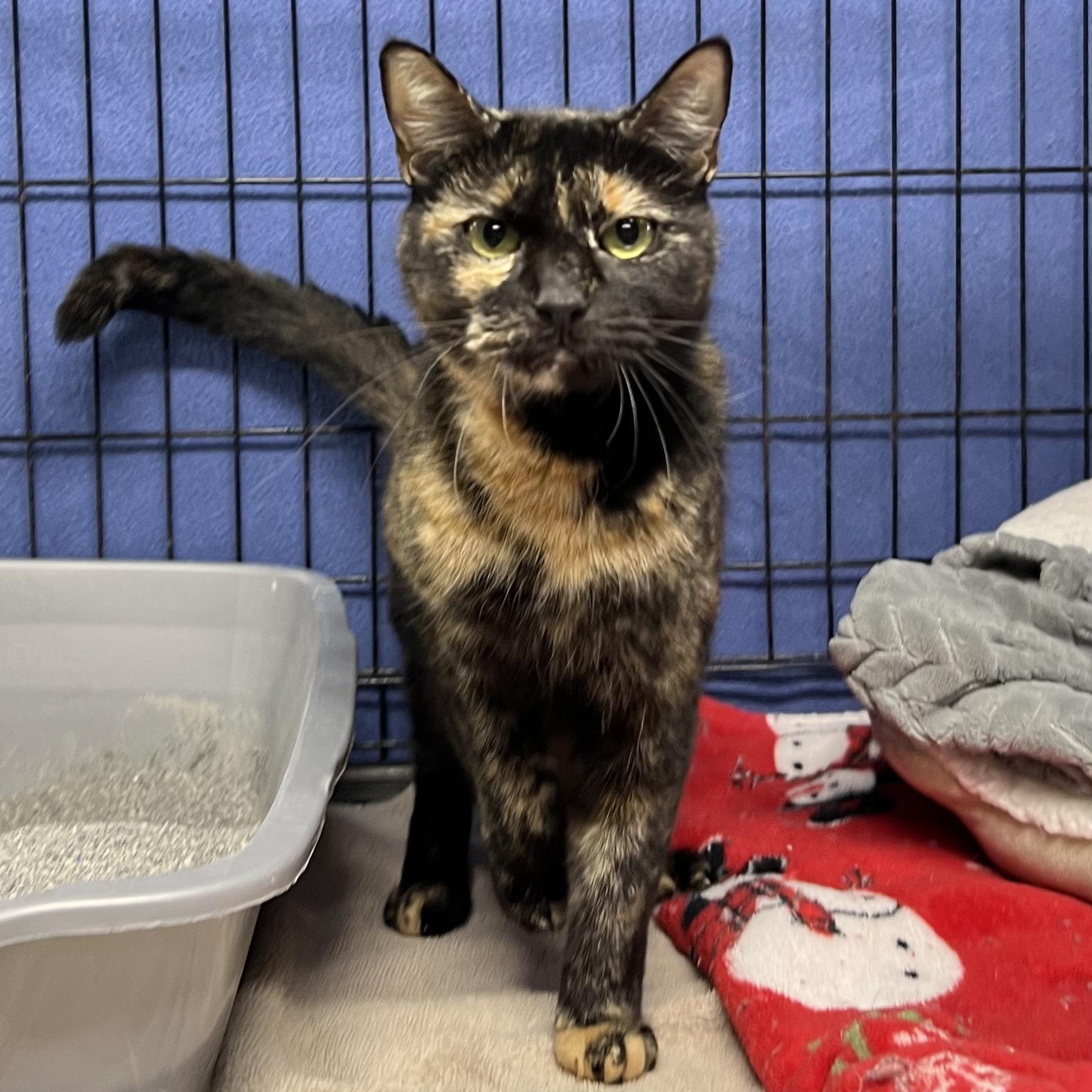 Enlarge Mama Mary, an adopted Tortoiseshell in Altoona, PA image 3/3