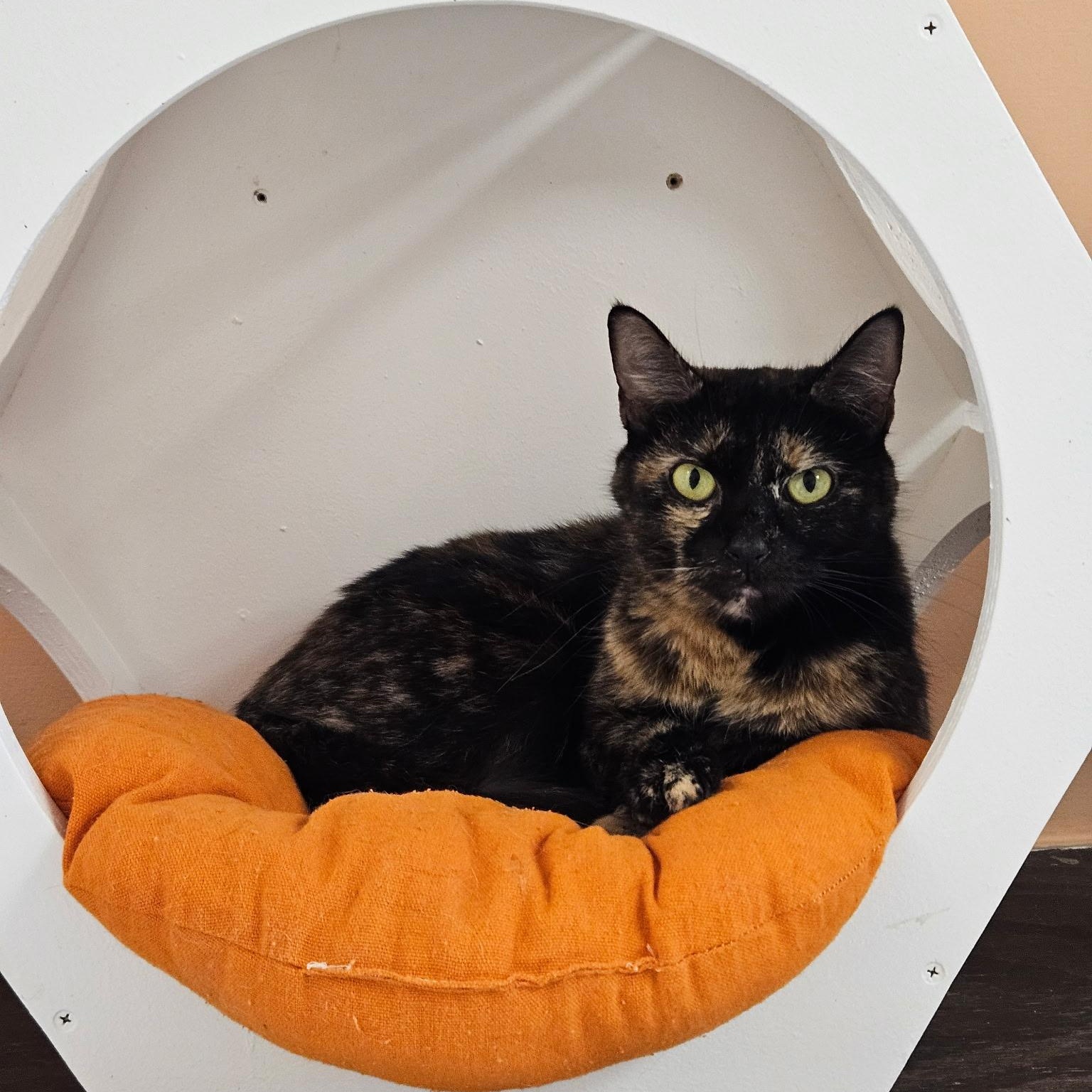 Enlarge Mama Mary, an adopted Tortoiseshell in Altoona, PA image 1/3