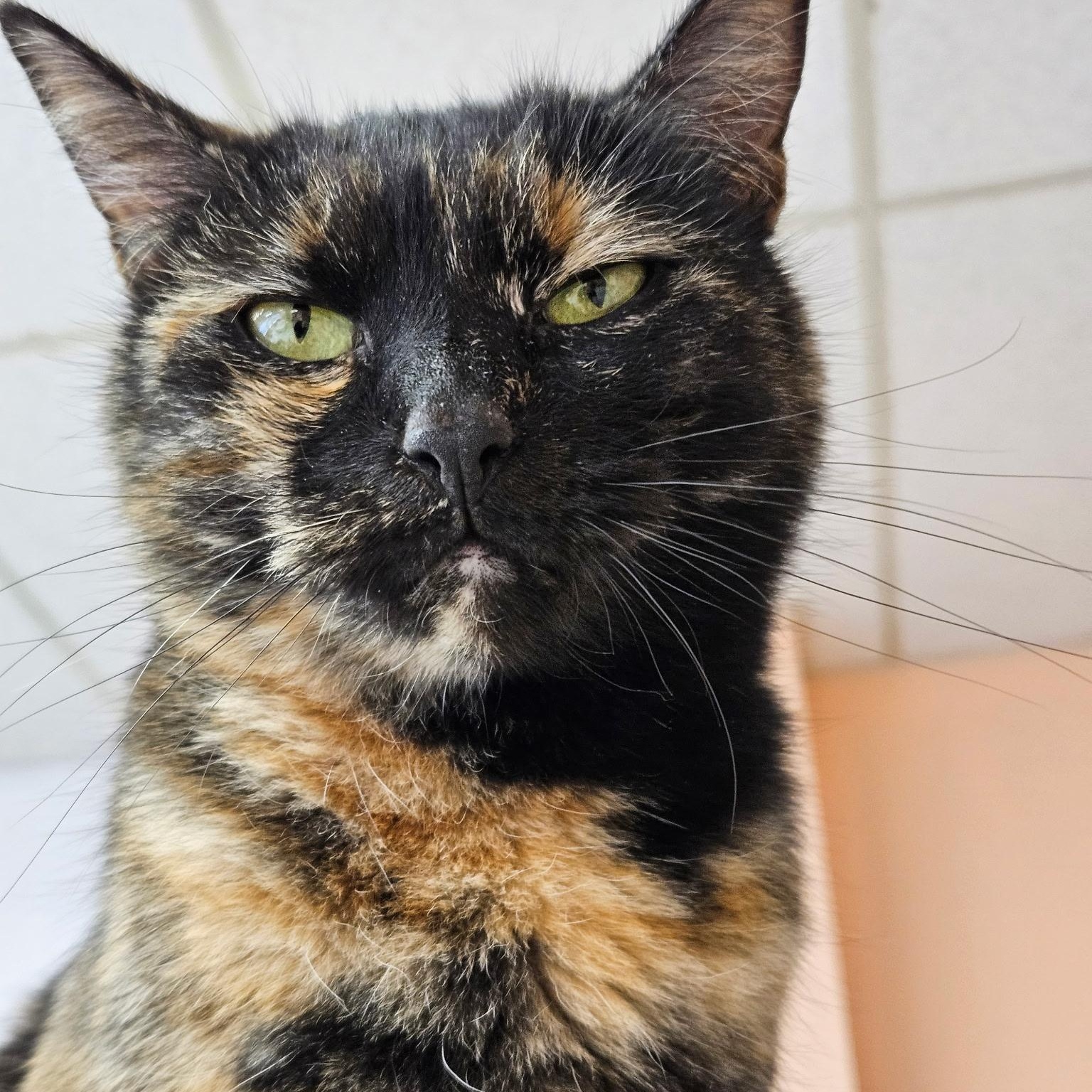 Enlarge Mama Mary, an adopted Tortoiseshell in Altoona, PA image 2/3