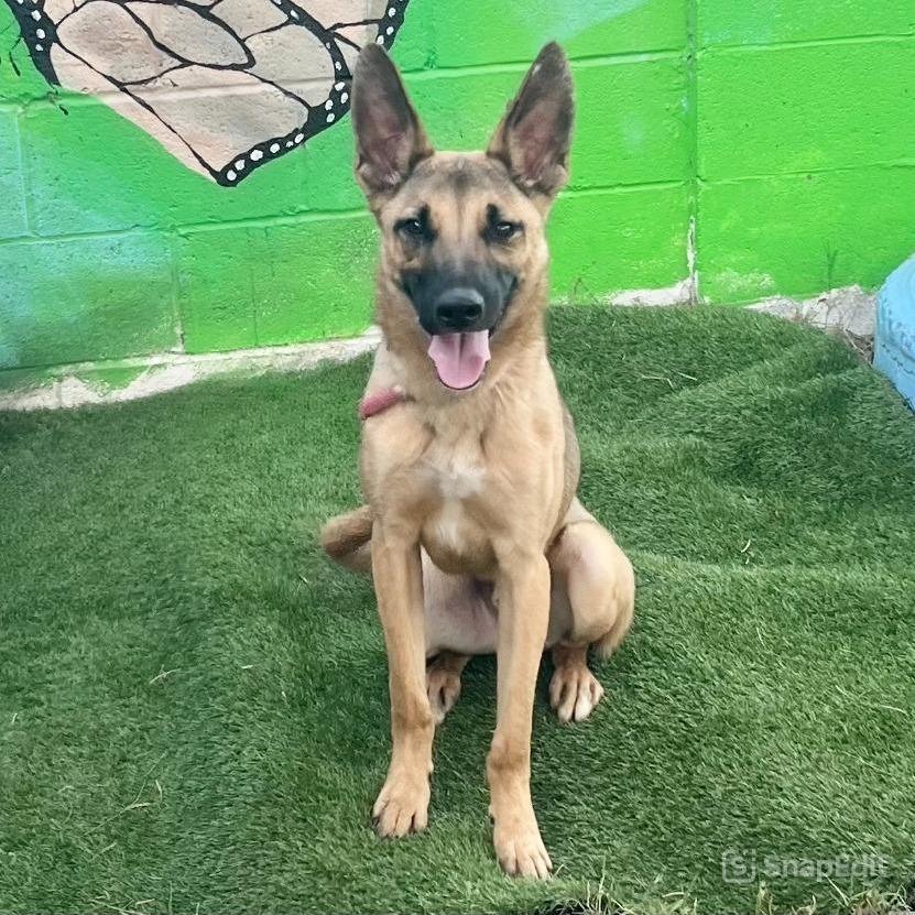 Moose, a Adoptable Mixed Breed in Laredo, TX image 3/5