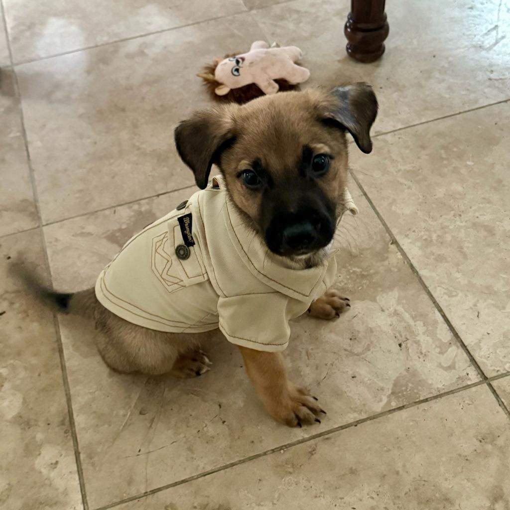 Moose, a Adoptable Mixed Breed in Laredo, TX image 3/5