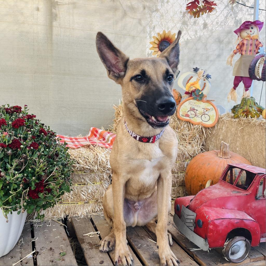 Moose, a Adoptable Mixed Breed in Laredo, TX image 4/5
