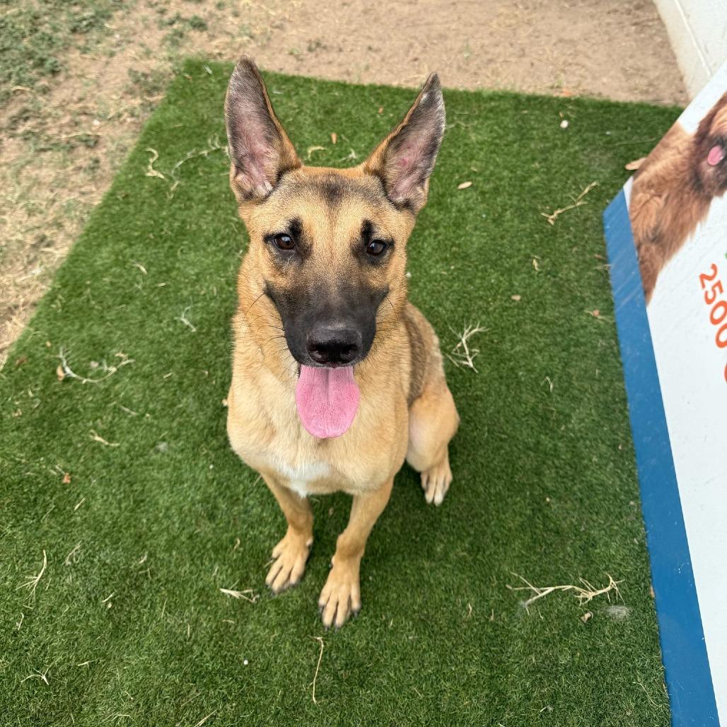 Moose, a Adoptable Mixed Breed in Laredo, TX image 5/5