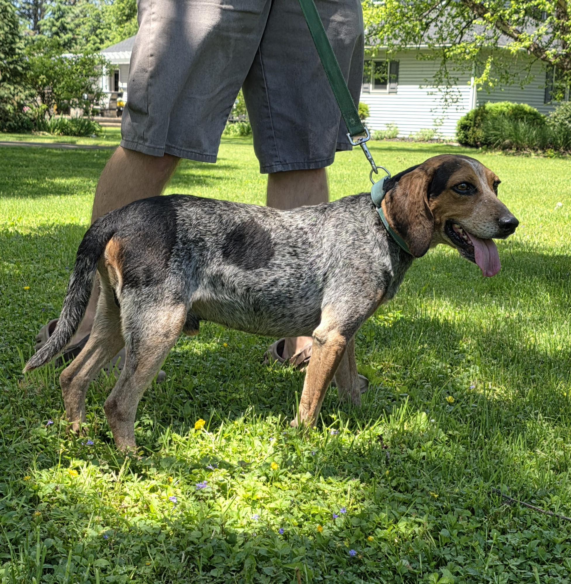 Enlarge Blue, a Adoptable mixed breed in Salamanca, NY image 2/6