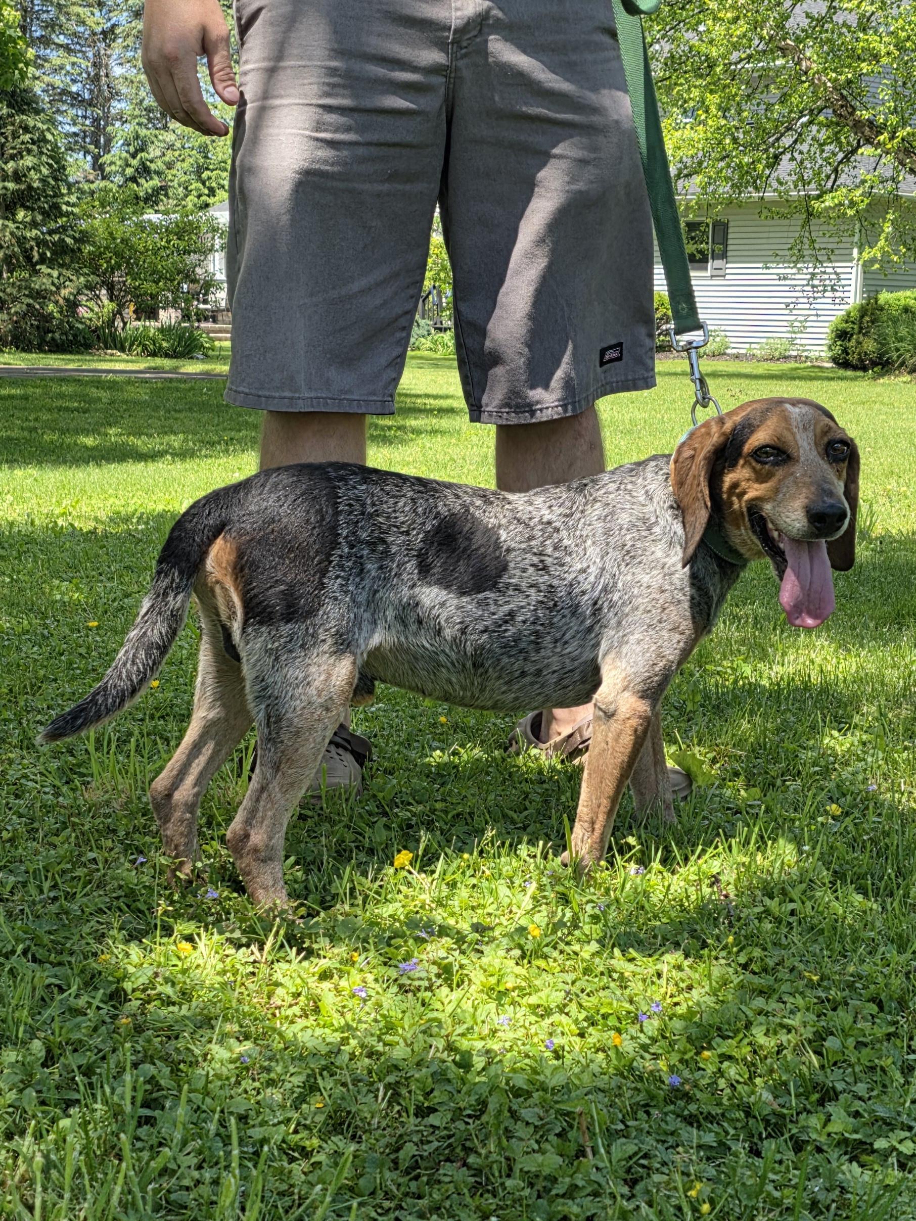 Enlarge Blue, a Adoptable mixed breed in Salamanca, NY image 6/6