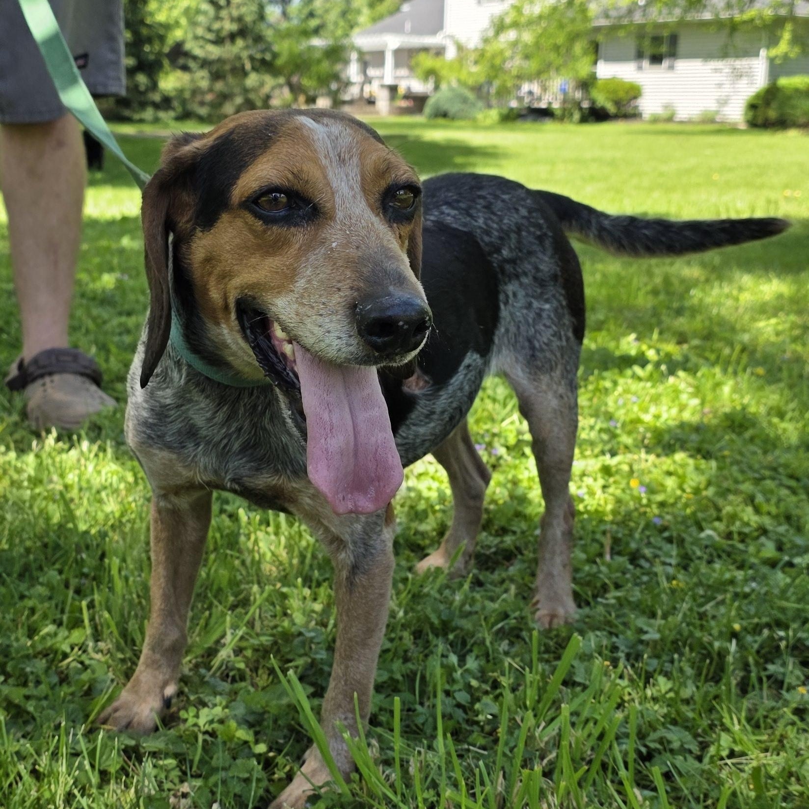 Enlarge Blue, a Adoptable mixed breed in Salamanca, NY image 1/6