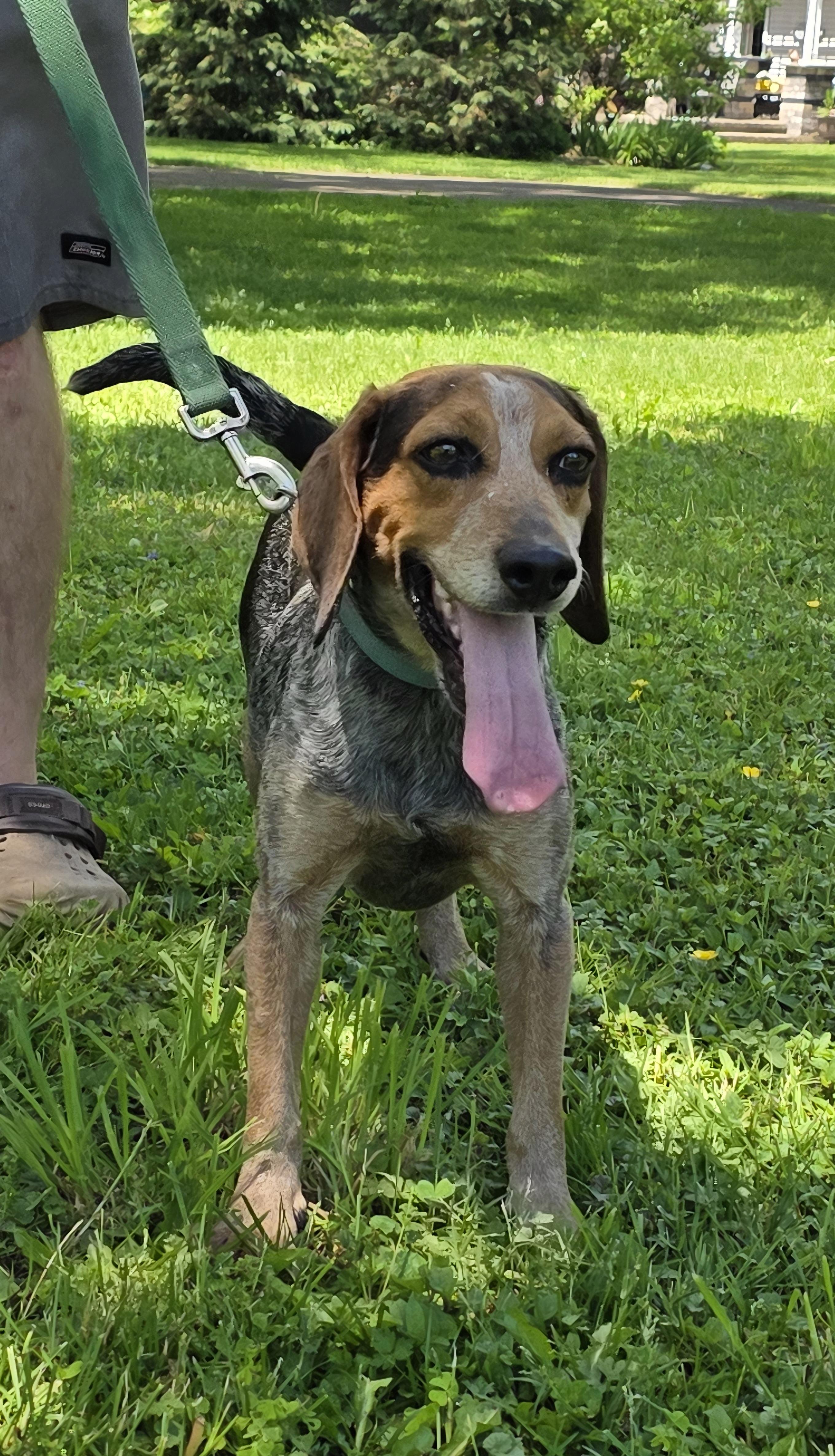 Enlarge Blue, a Adoptable mixed breed in Salamanca, NY image 3/6