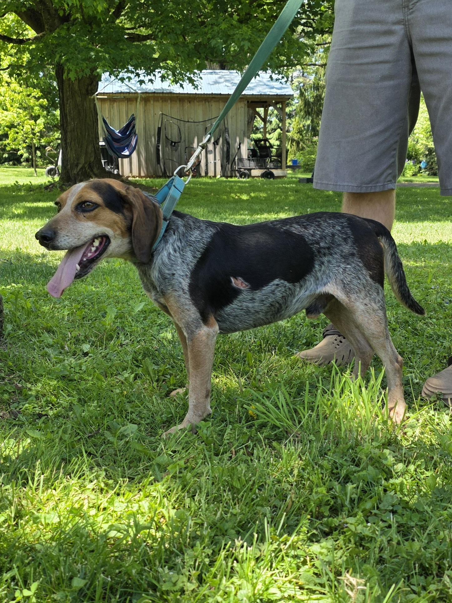 Enlarge Blue, a Adoptable mixed breed in Salamanca, NY image 5/6
