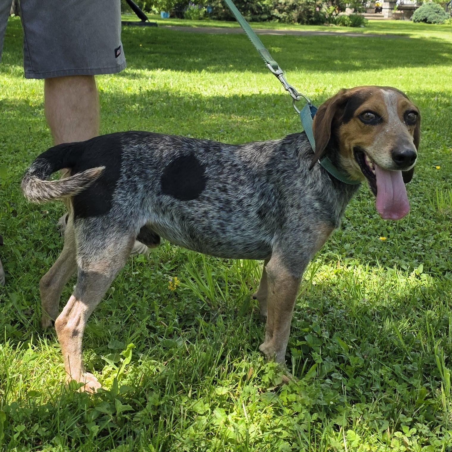 Enlarge Blue, a Adoptable mixed breed in Salamanca, NY image 4/6