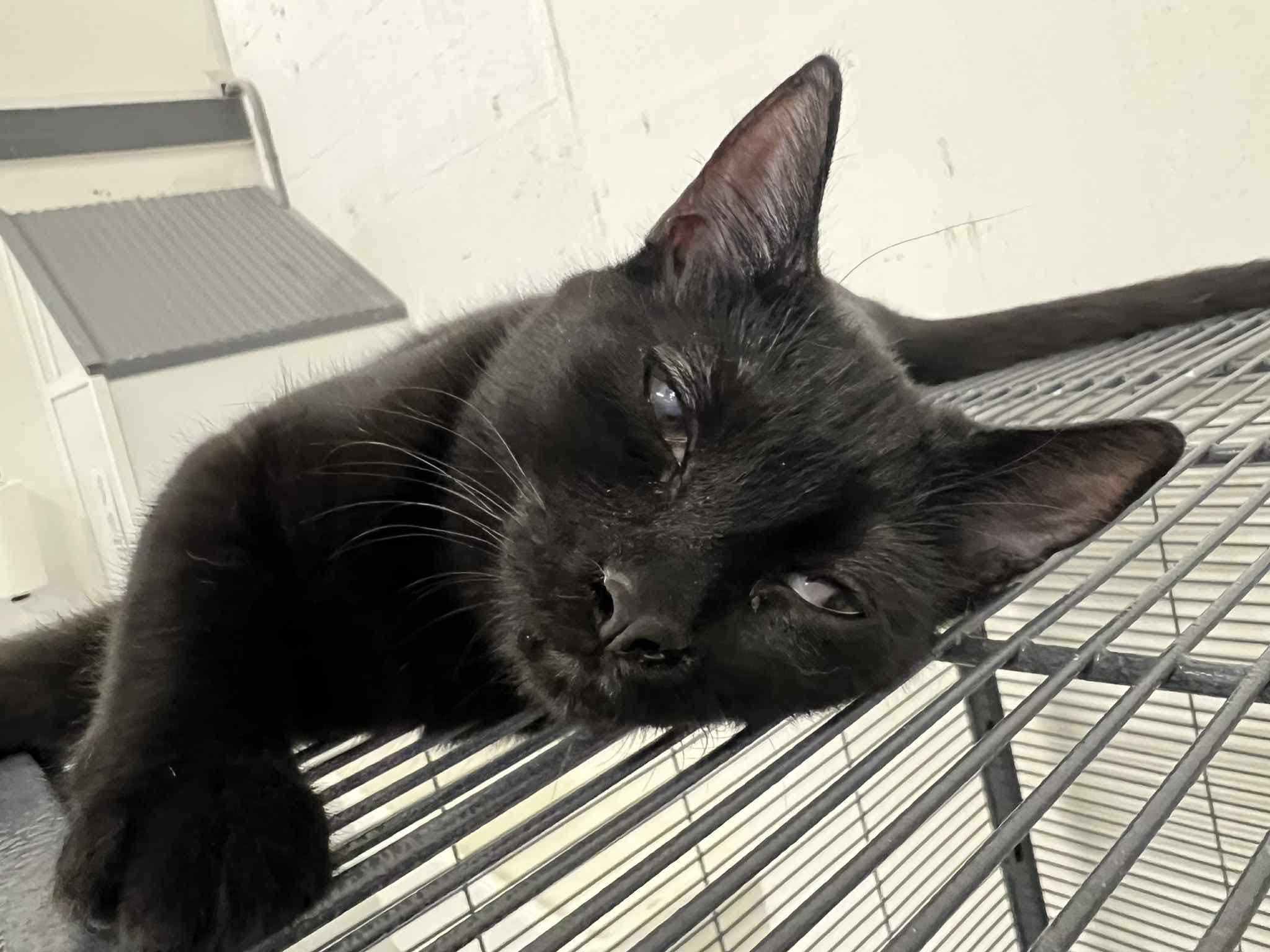 Enlarge Shadow, a Adoptable Domestic Short Hair in West Palm Beach, FL image 5/6