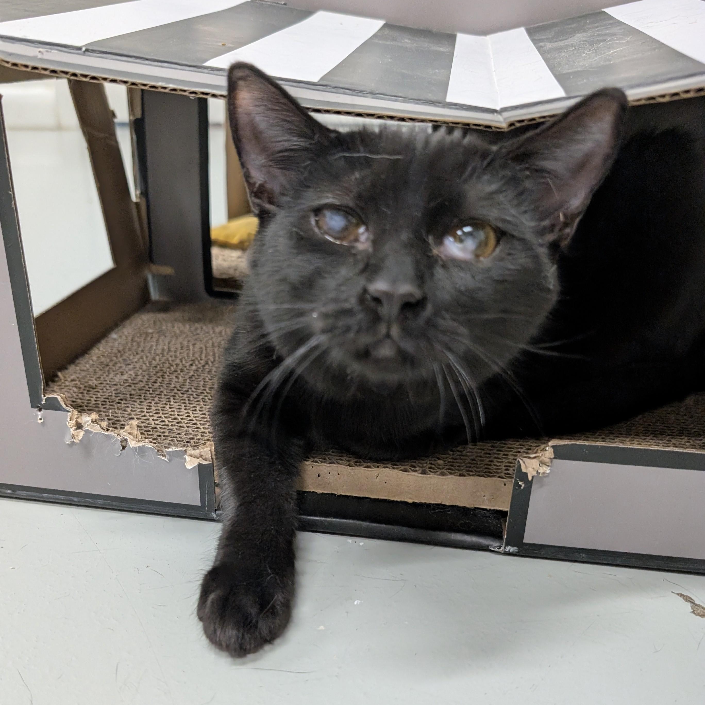 Enlarge Shadow, a Adoptable Domestic Short Hair in West Palm Beach, FL image 2/6