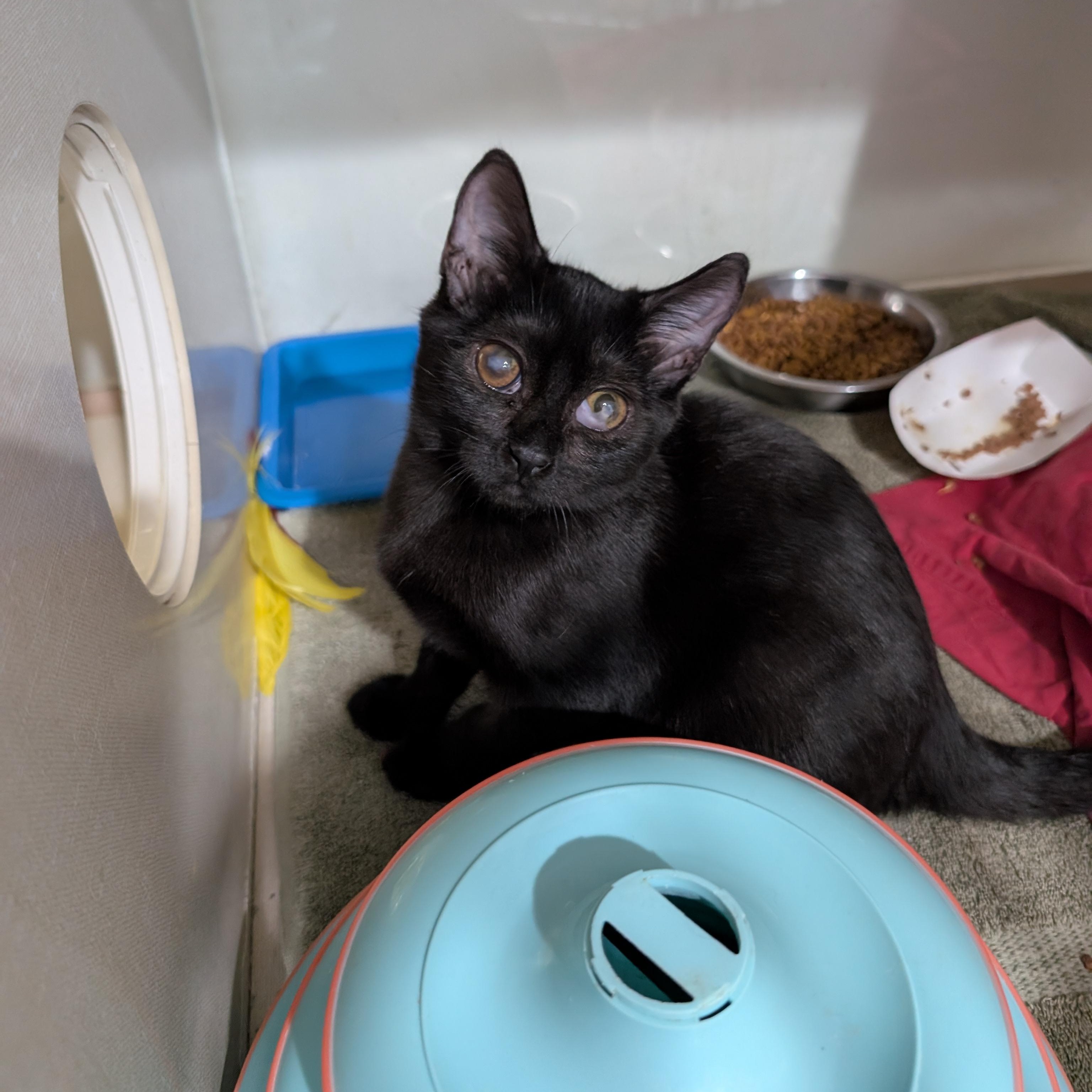 Enlarge Shadow, a Adoptable Domestic Short Hair in West Palm Beach, FL image 4/6