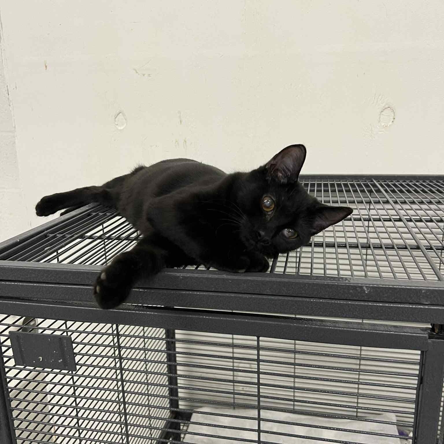 Enlarge Shadow, a Adoptable Domestic Short Hair in West Palm Beach, FL image 6/6