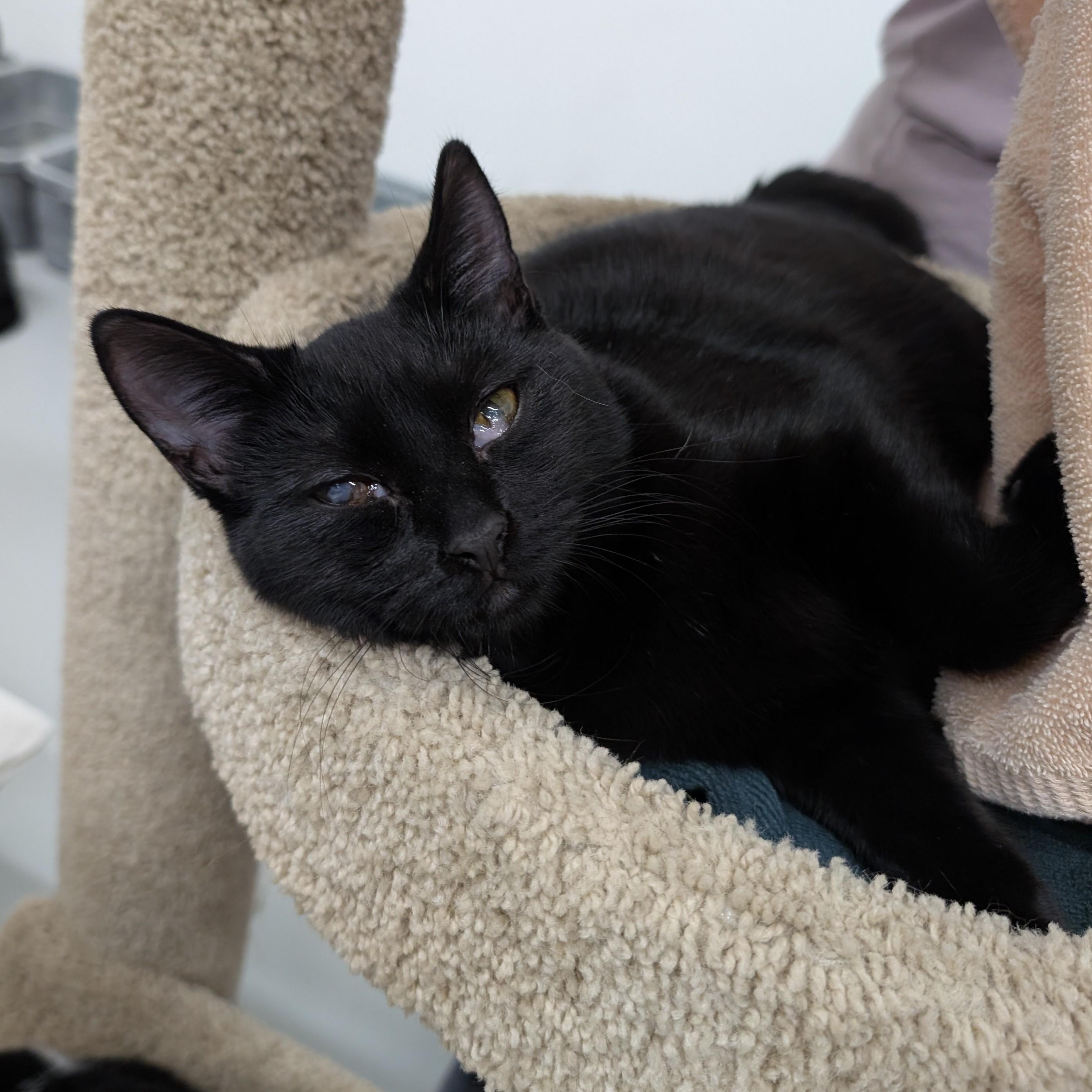 Enlarge Shadow, a Adoptable Domestic Short Hair in West Palm Beach, FL image 3/6